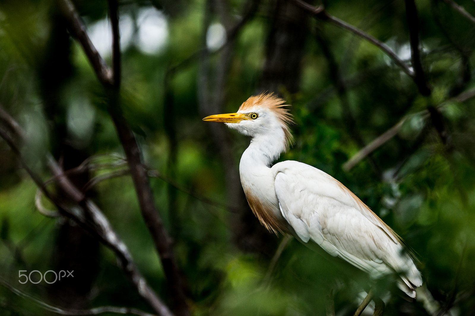 Sony 70-300mm F4.5-5.6 G SSM sample photo. Golden crest photography