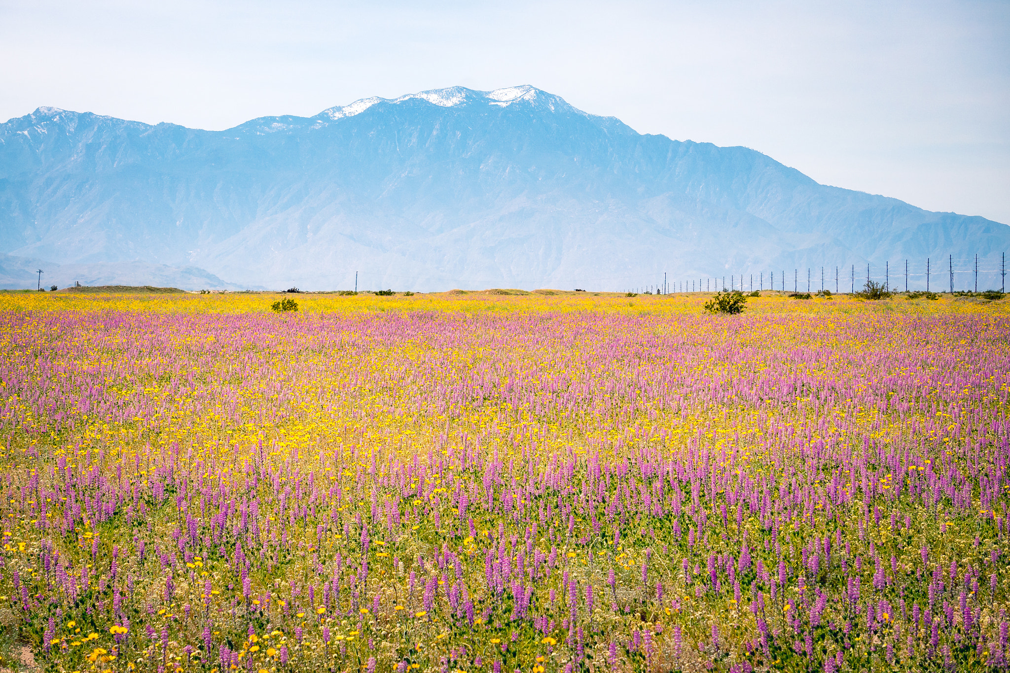 Sony Alpha NEX-6 + Sony E 55-210mm F4.5-6.3 OSS sample photo. Super bloom photography