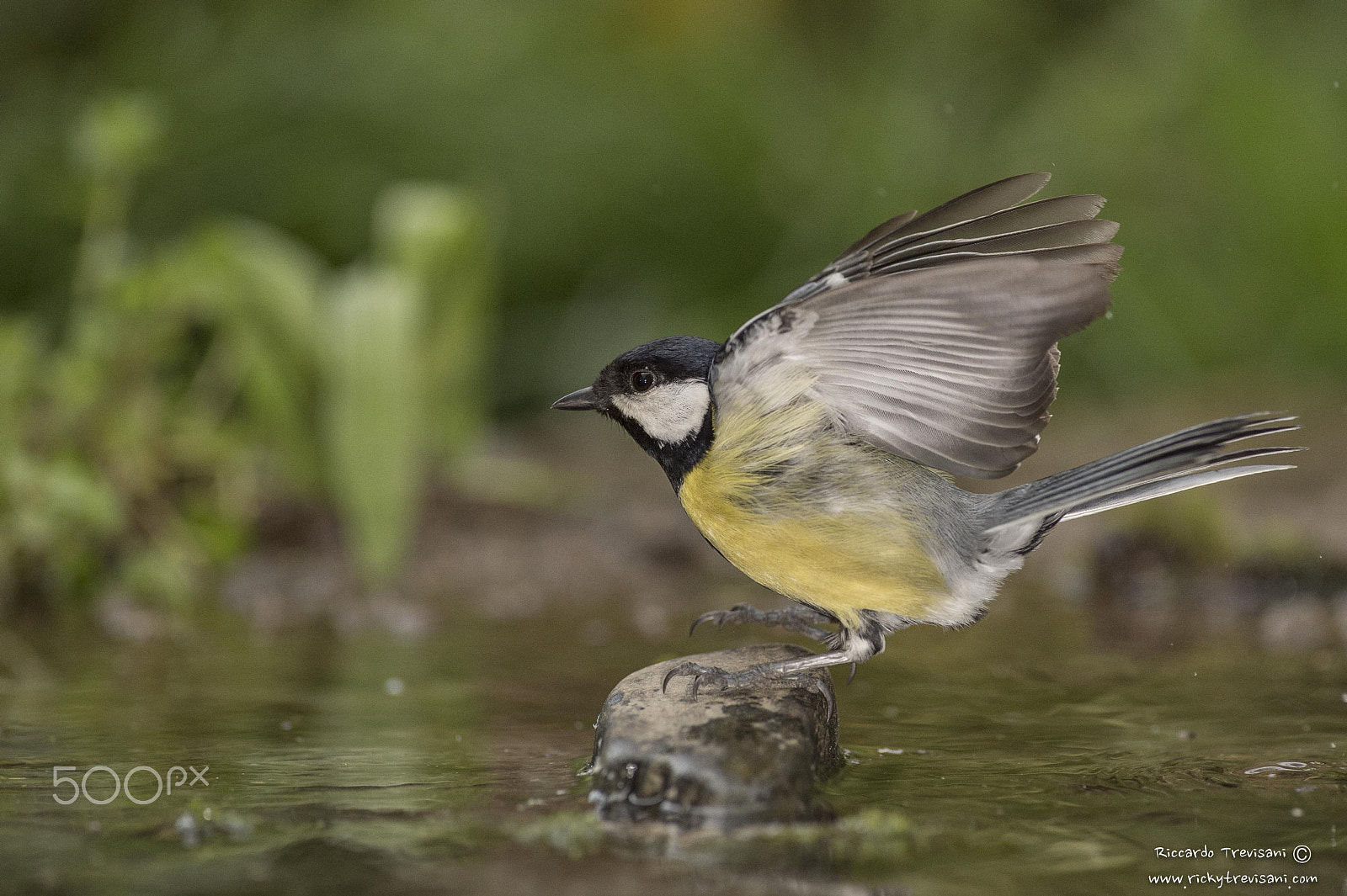 Nikon AF-S Nikkor 300mm F2.8G ED VR II sample photo. Landing photography