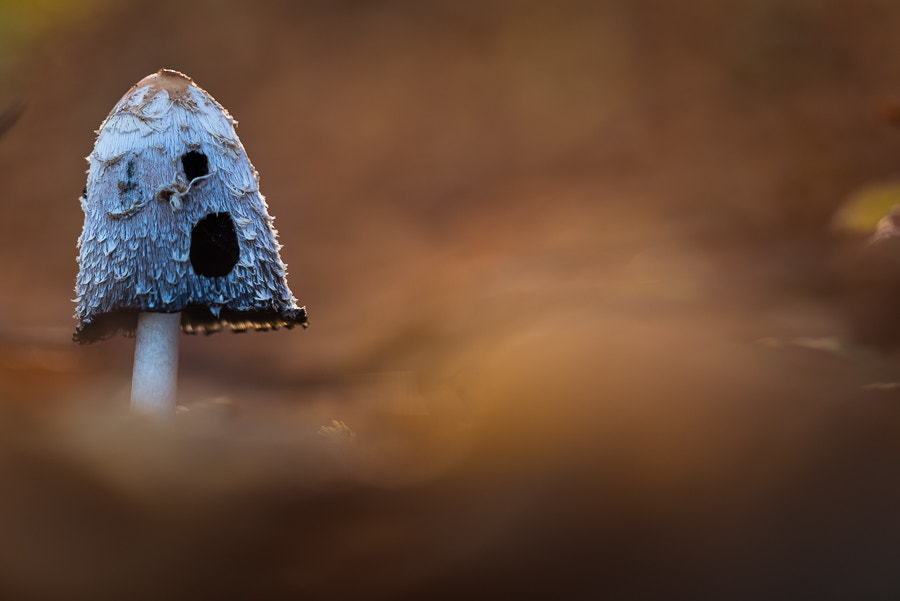 Nikon D750 + Sigma 150mm F2.8 EX DG Macro HSM sample photo. Ghost in the mushroom. photography