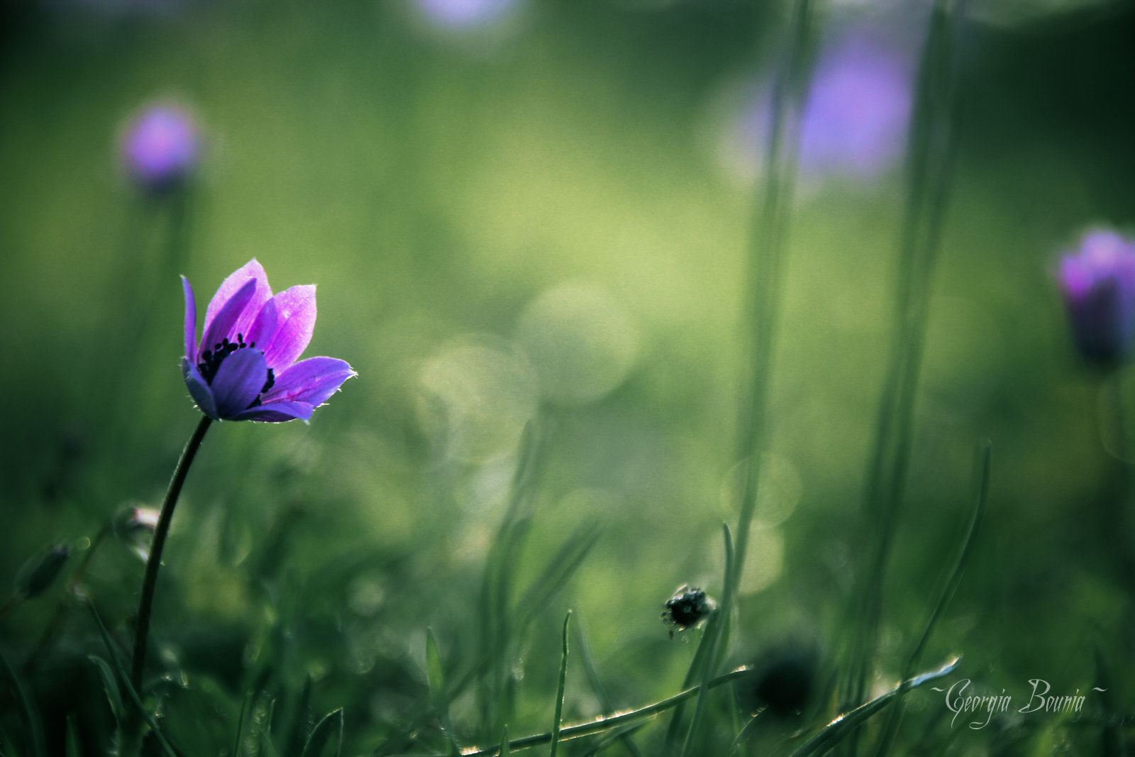 Sigma 18-250mm F3.5-6.3 DC OS HSM sample photo. Img photography