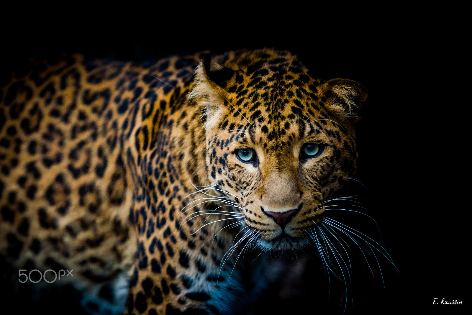 Nikon D810 sample photo. Panthère de chine (panthera pardus japonensis). photography