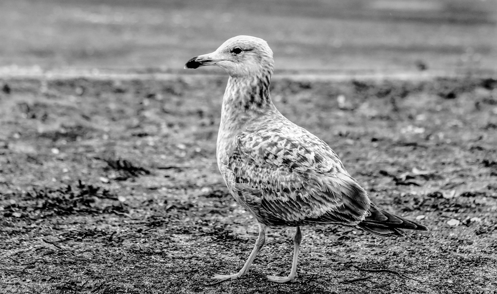 Canon EF 70-300mm F4-5.6 IS USM sample photo. Wildbird photography