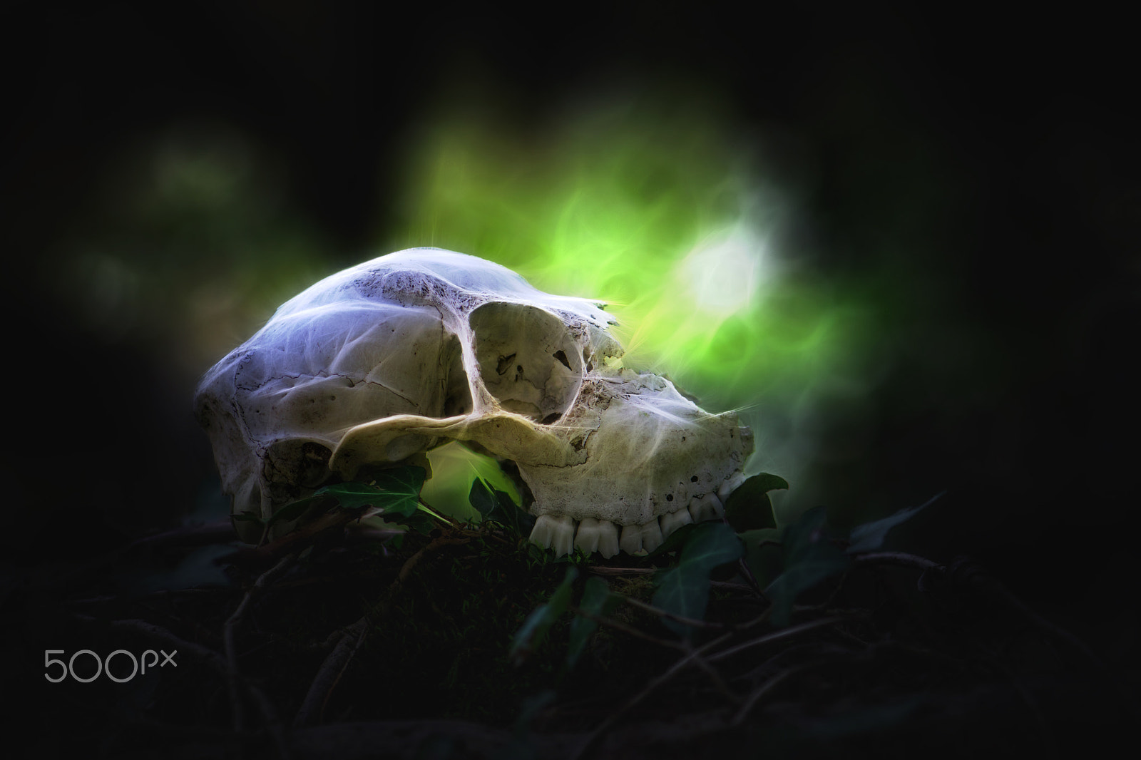 Nikon AF-S Micro-Nikkor 105mm F2.8G IF-ED VR sample photo. Skull photography