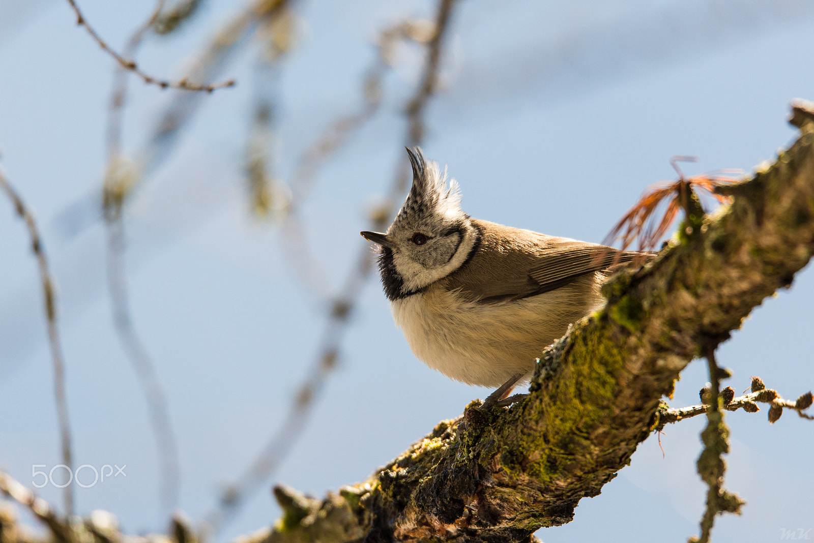 Nikon D600 sample photo. European crested tit photography