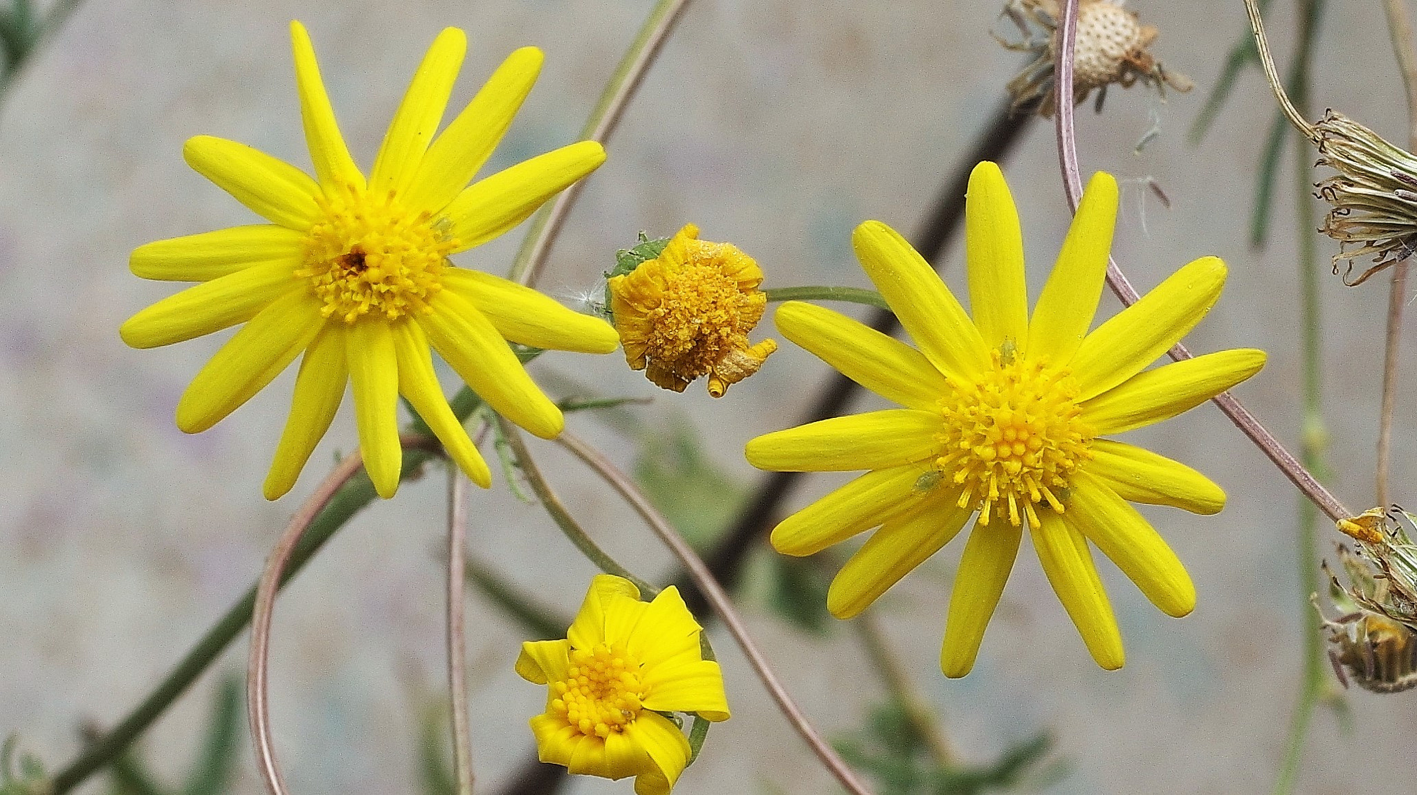 Pentax K-3 + Pentax smc D-FA 50mm F2.8 Macro sample photo. Spring flowers . photography