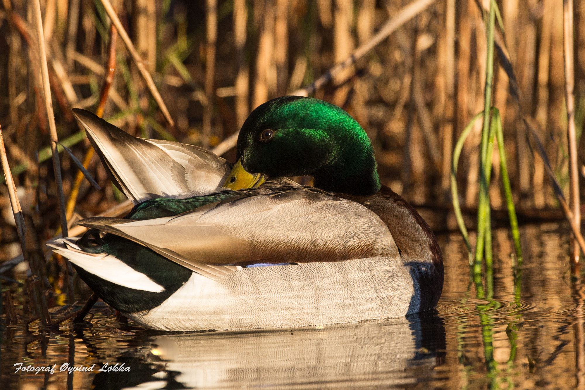 Canon EOS-1D X + Canon EF 500mm F4L IS USM sample photo. Mallard duck photography