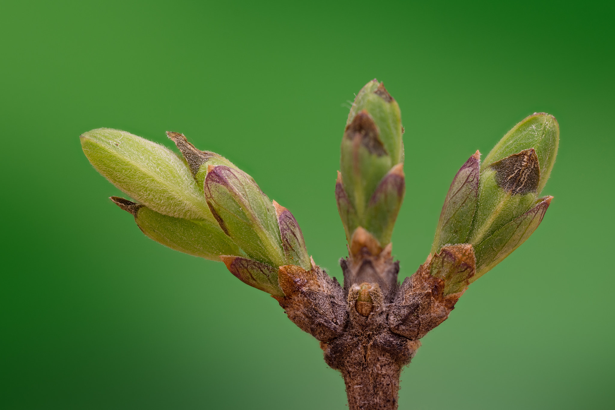 Nikon D7200 + AF Micro-Nikkor 55mm f/2.8 sample photo. Signs of spring photography