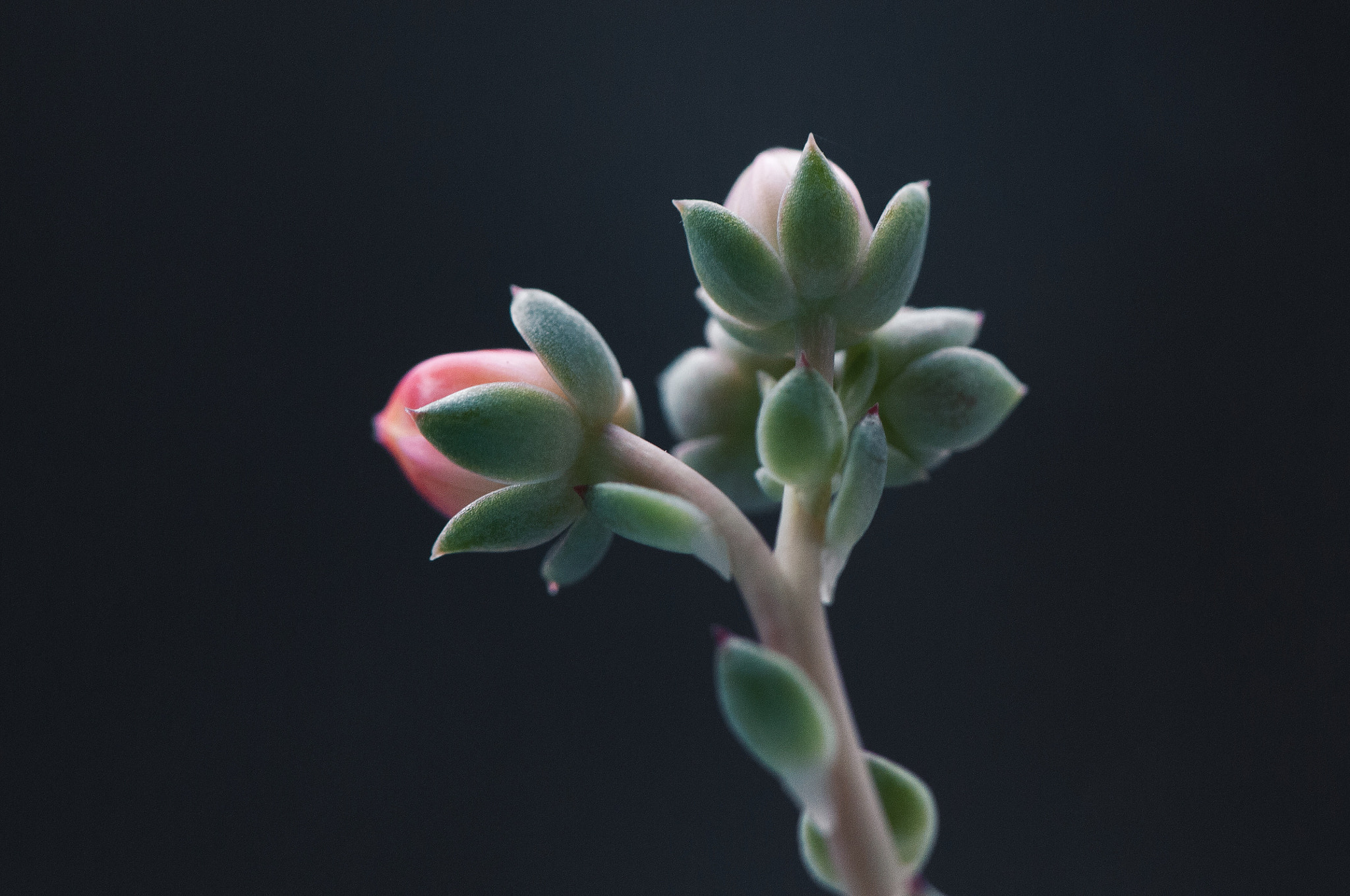 Nikon AF-S Micro-Nikkor 105mm F2.8G IF-ED VR sample photo. Volume photography
