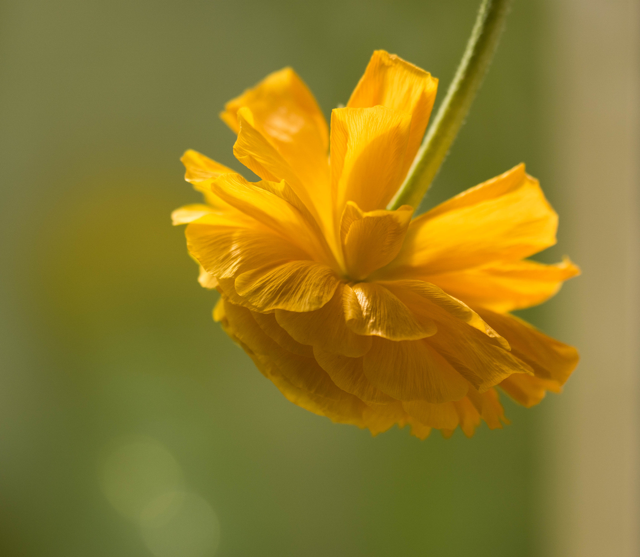 Sigma 180mm F3.5 EX DG Macro sample photo. Yellow photography