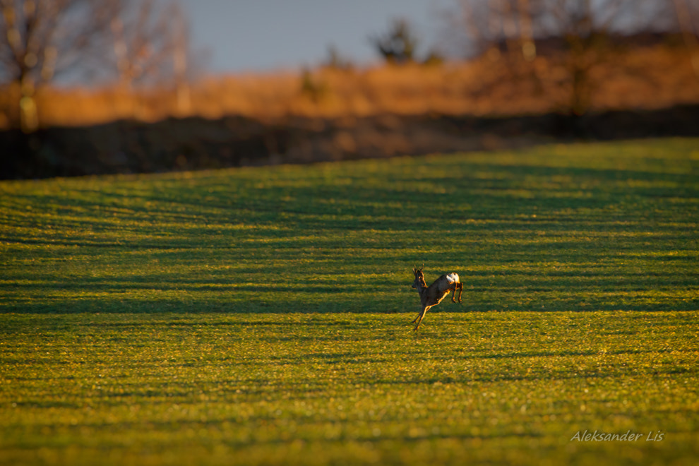 Canon EF-S 55-250mm F4-5.6 IS sample photo. Run ! photography