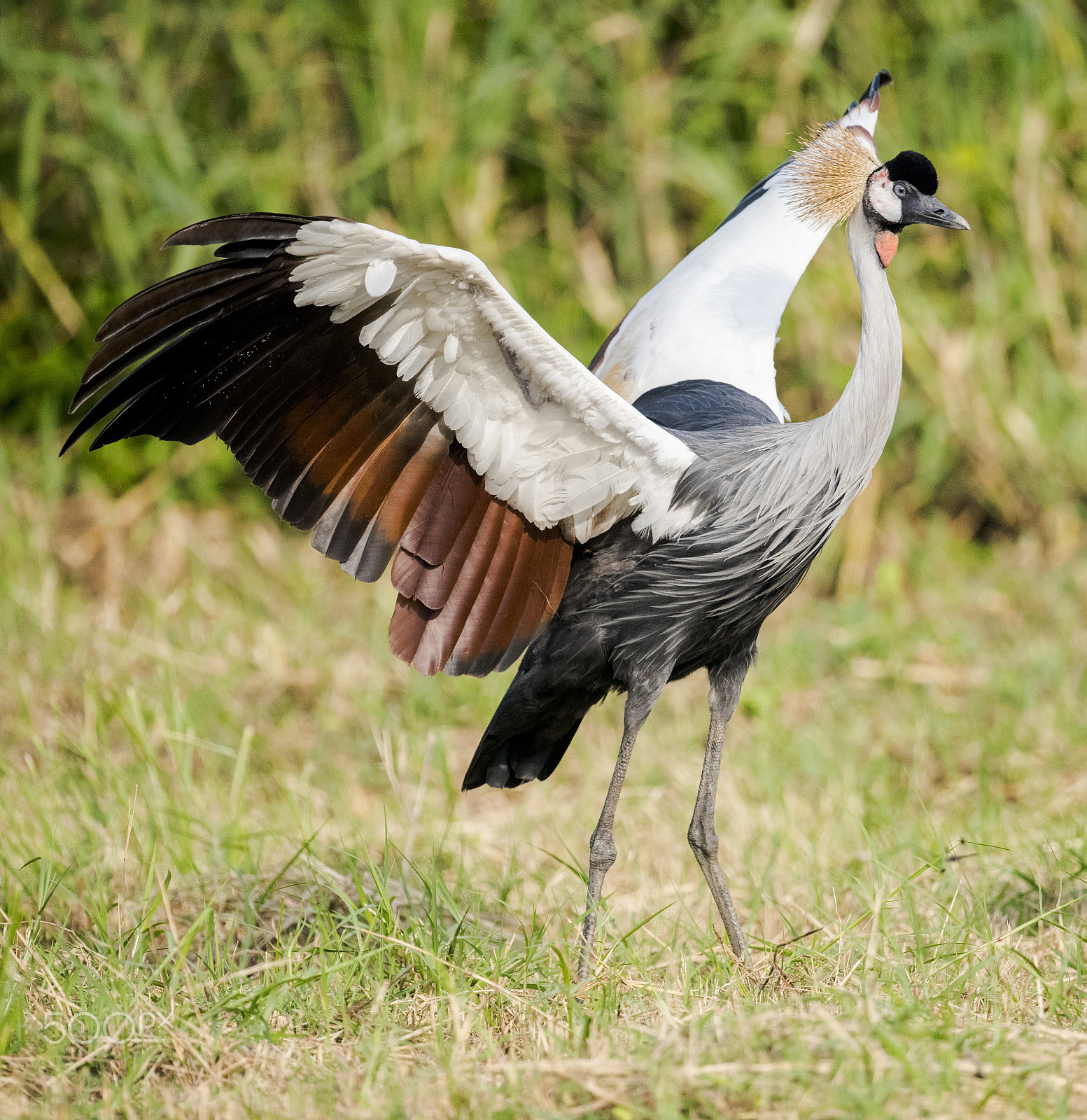 Nikon D810 + Nikon AF-S Nikkor 500mm F4G ED VR sample photo. Spread wings of the crested crane photography