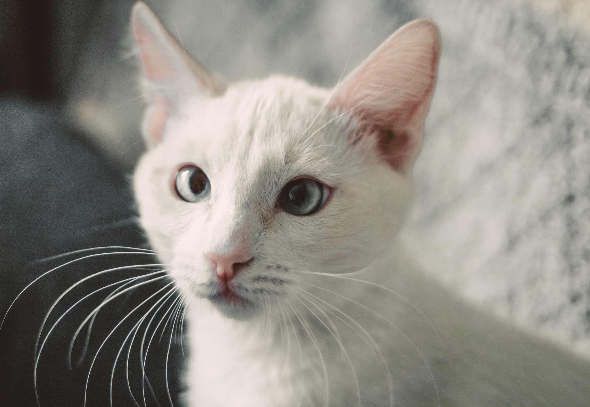Canon EF 35mm F2 IS USM sample photo. Athos photography