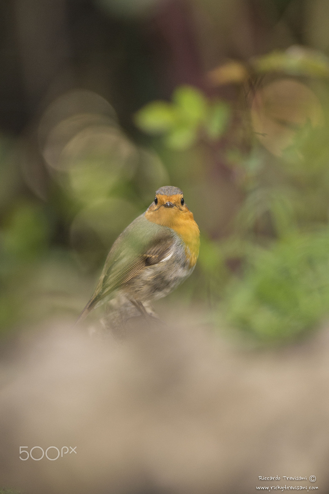 Nikon AF-S Nikkor 300mm F2.8G ED VR II sample photo. Robin photography