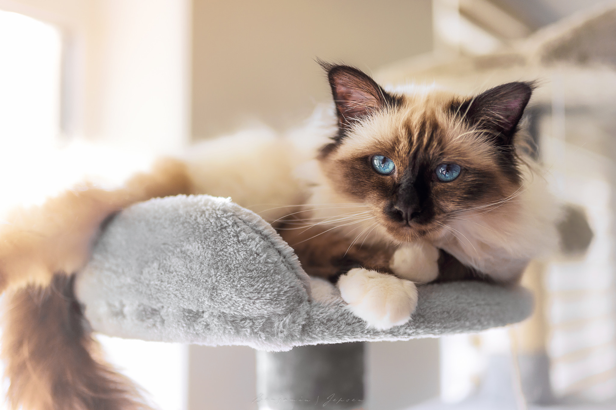Nikon D3S sample photo. Odin! photography