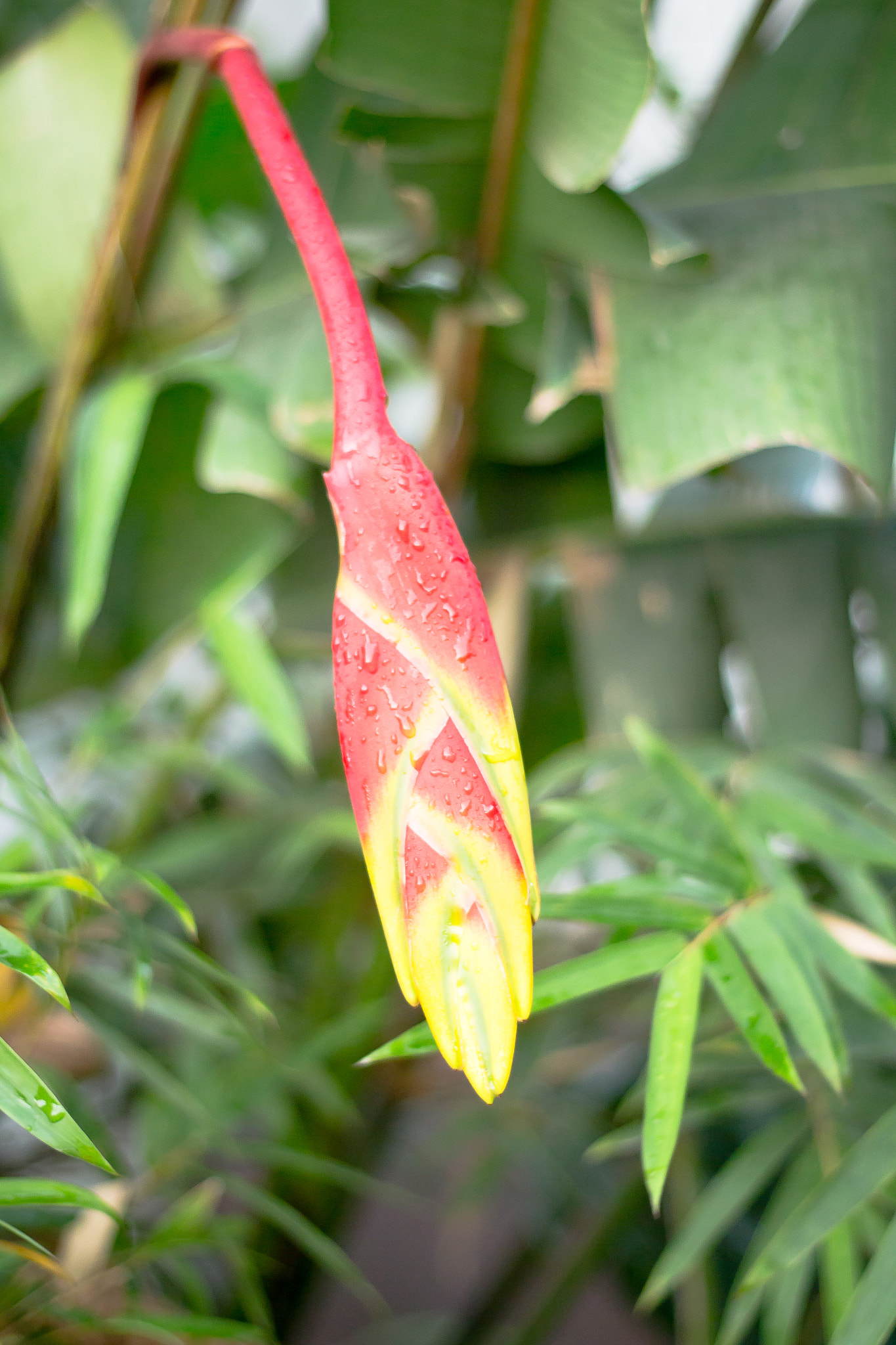 Canon EOS 700D (EOS Rebel T5i / EOS Kiss X7i) sample photo. Flower photography