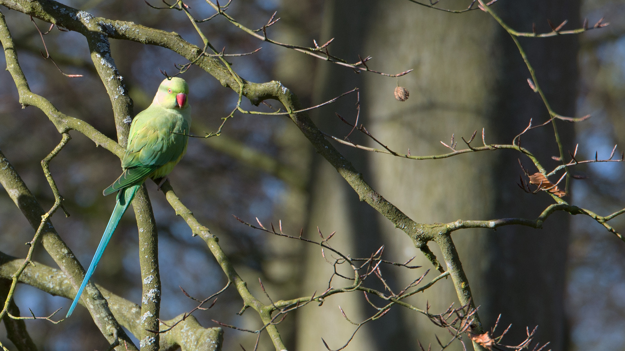 Nikon D7100 + Tamron SP 70-200mm F2.8 Di VC USD sample photo. Blue tailed parakeet on the look out photography