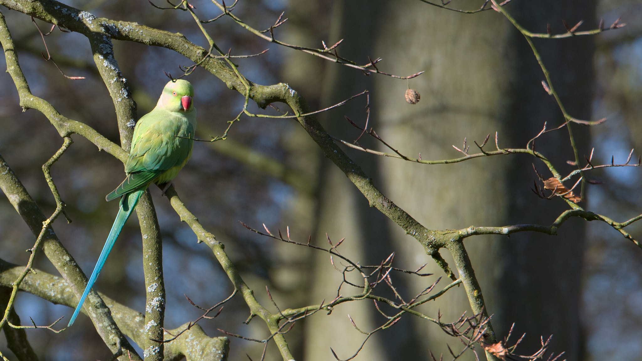 Tamron SP 70-200mm F2.8 Di VC USD sample photo. Blue tailed parakeet on the look out photography