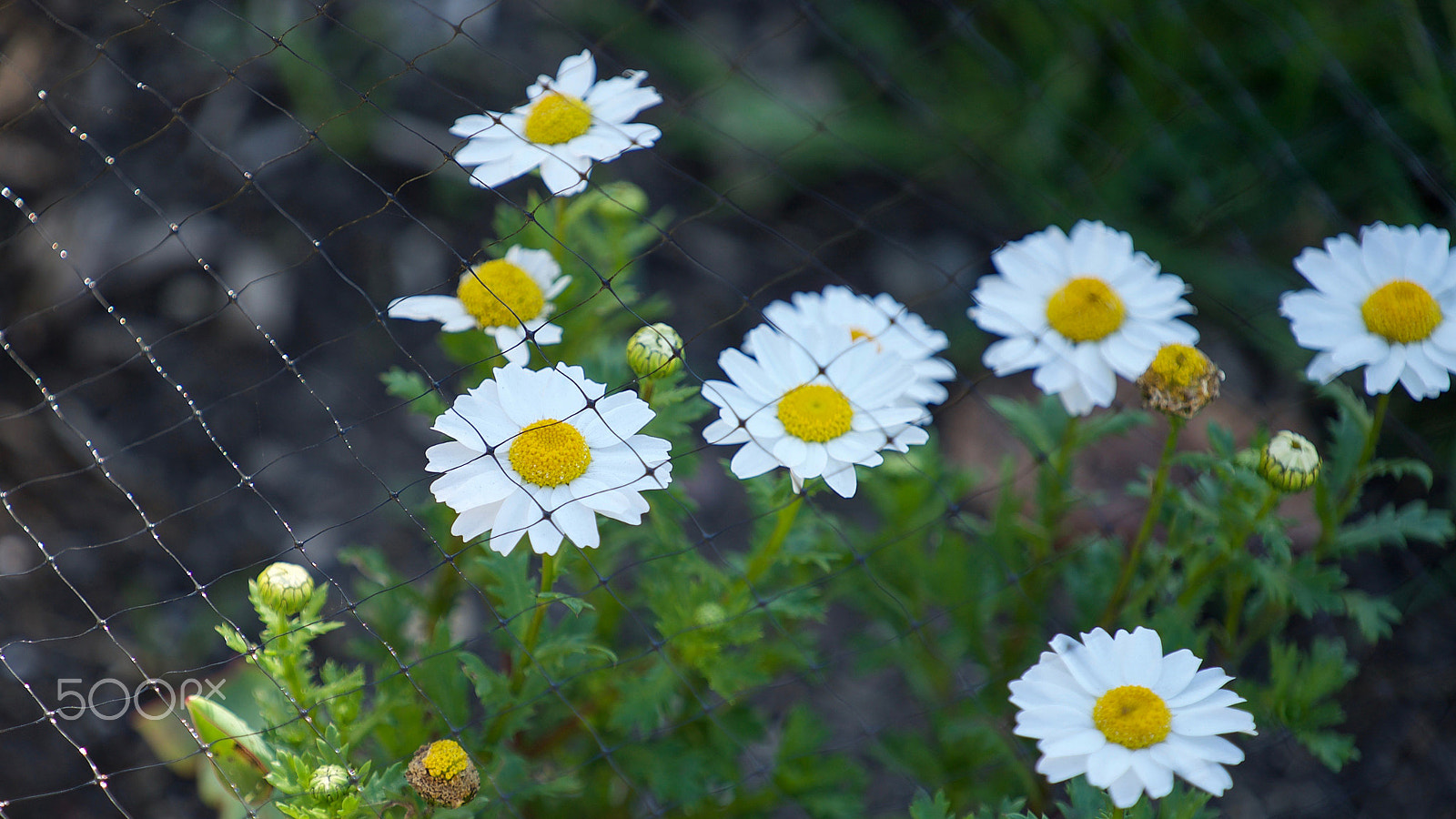 Sony a7S II + Sony FE 70-200mm F4 G OSS sample photo. My body is caged photography