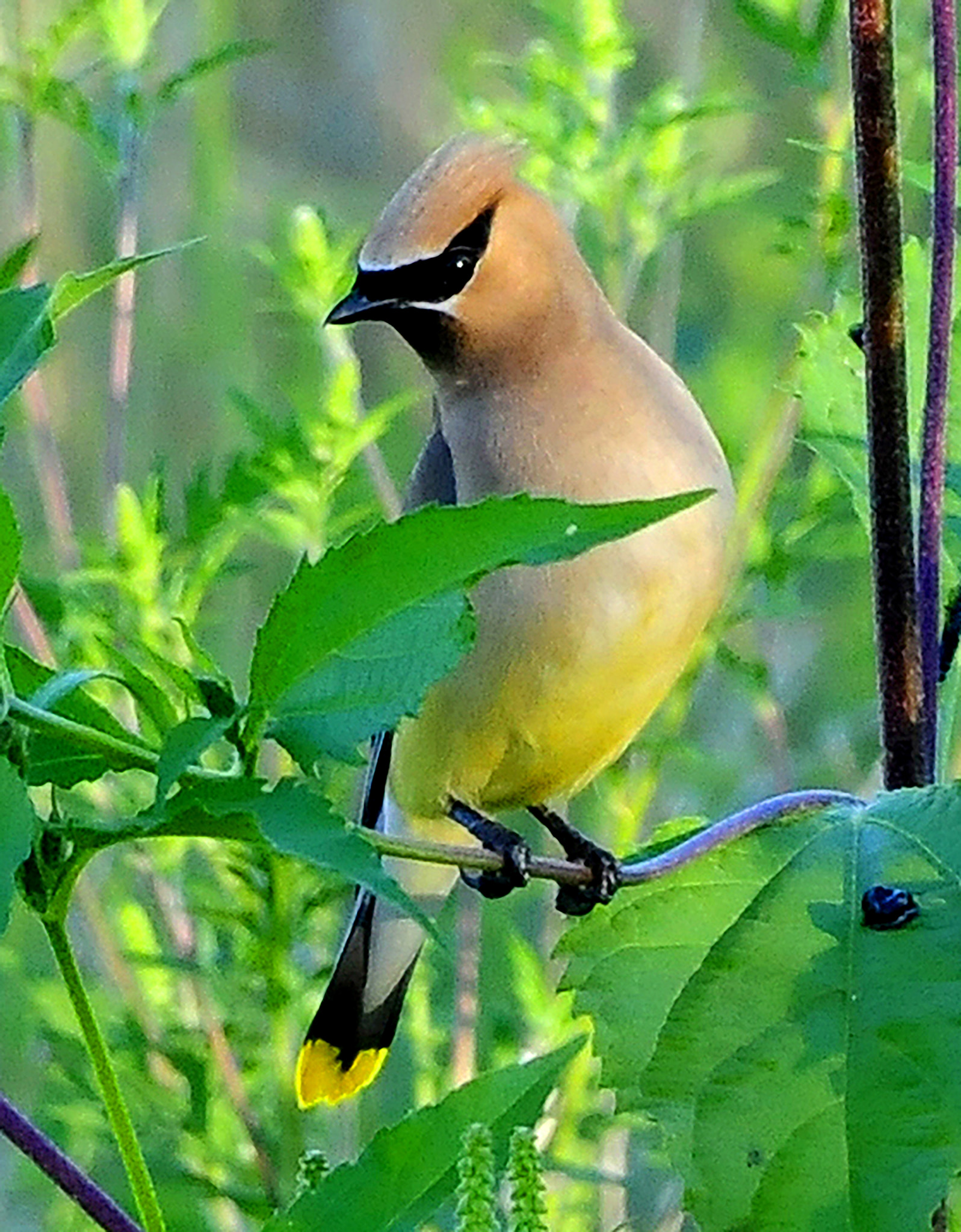 Nikon D300 sample photo. Bird with an attitude photography