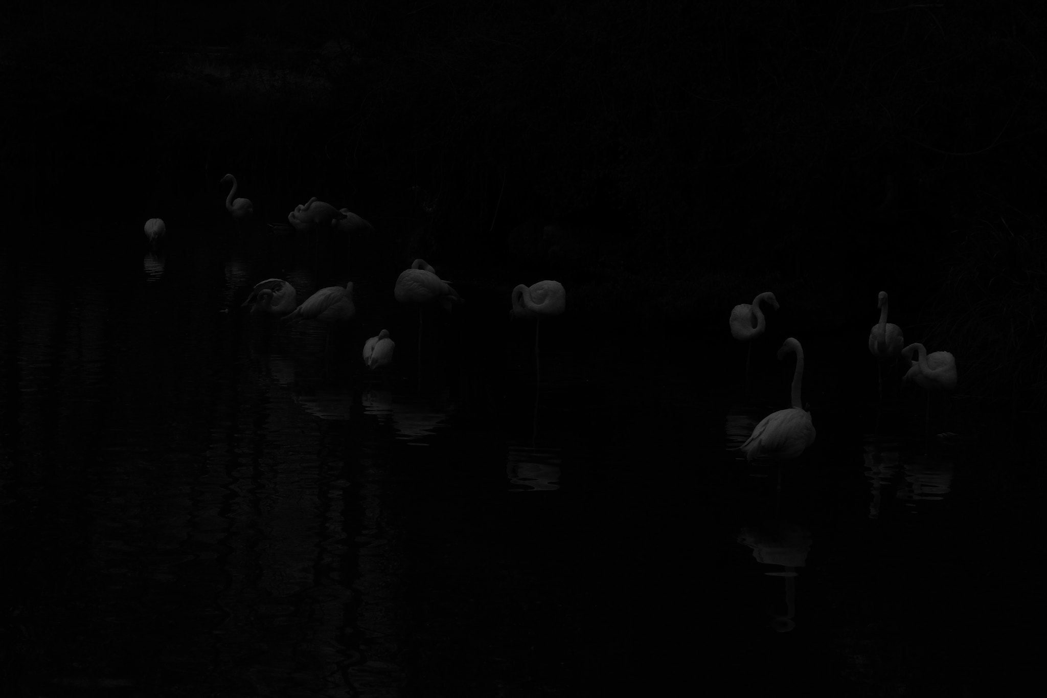 Sigma 17-70mm F2.8-4 DC Macro OS HSM sample photo. 78/366 : b&w flamingo photography