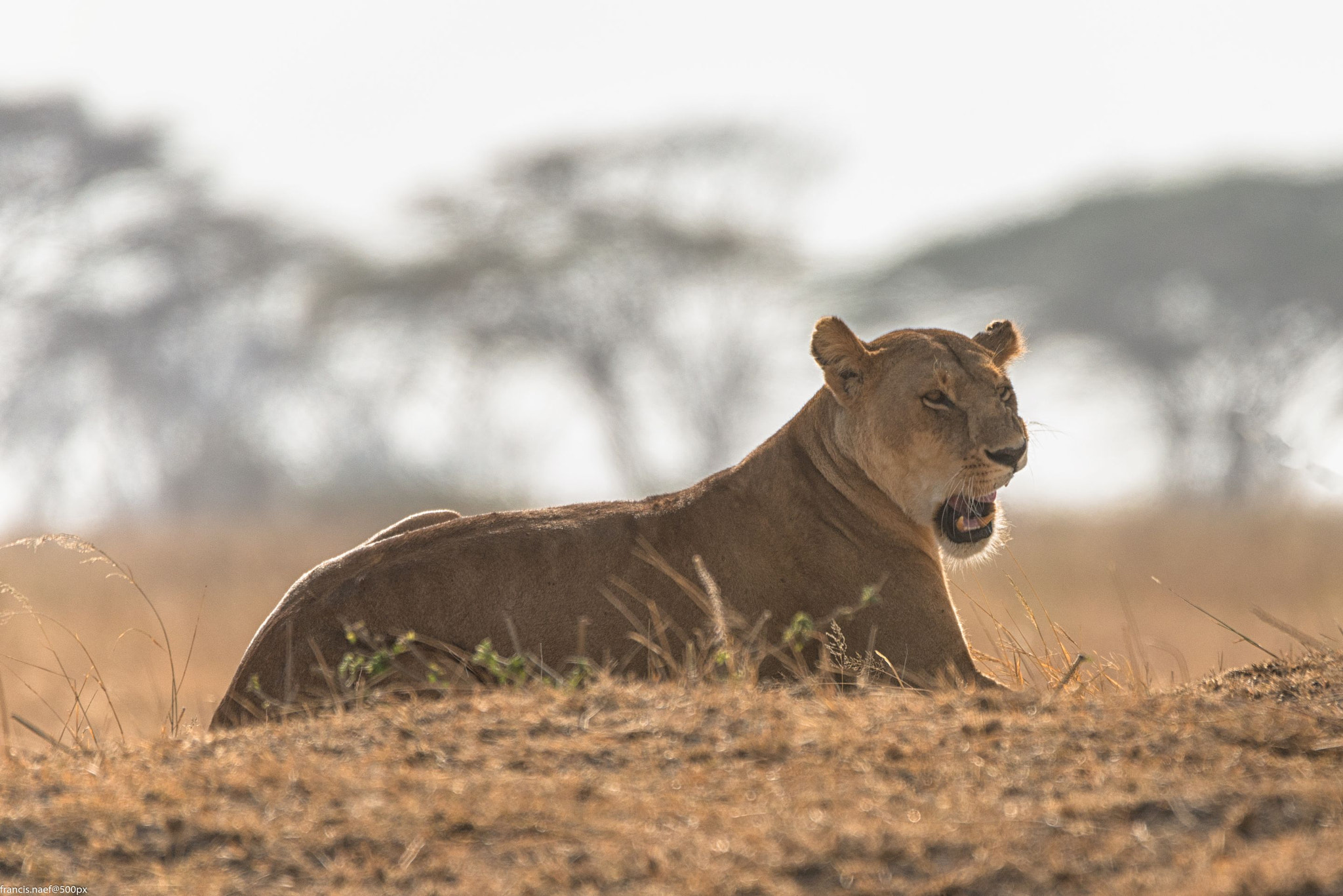 Nikon D800 sample photo. Lion of serengeti photography