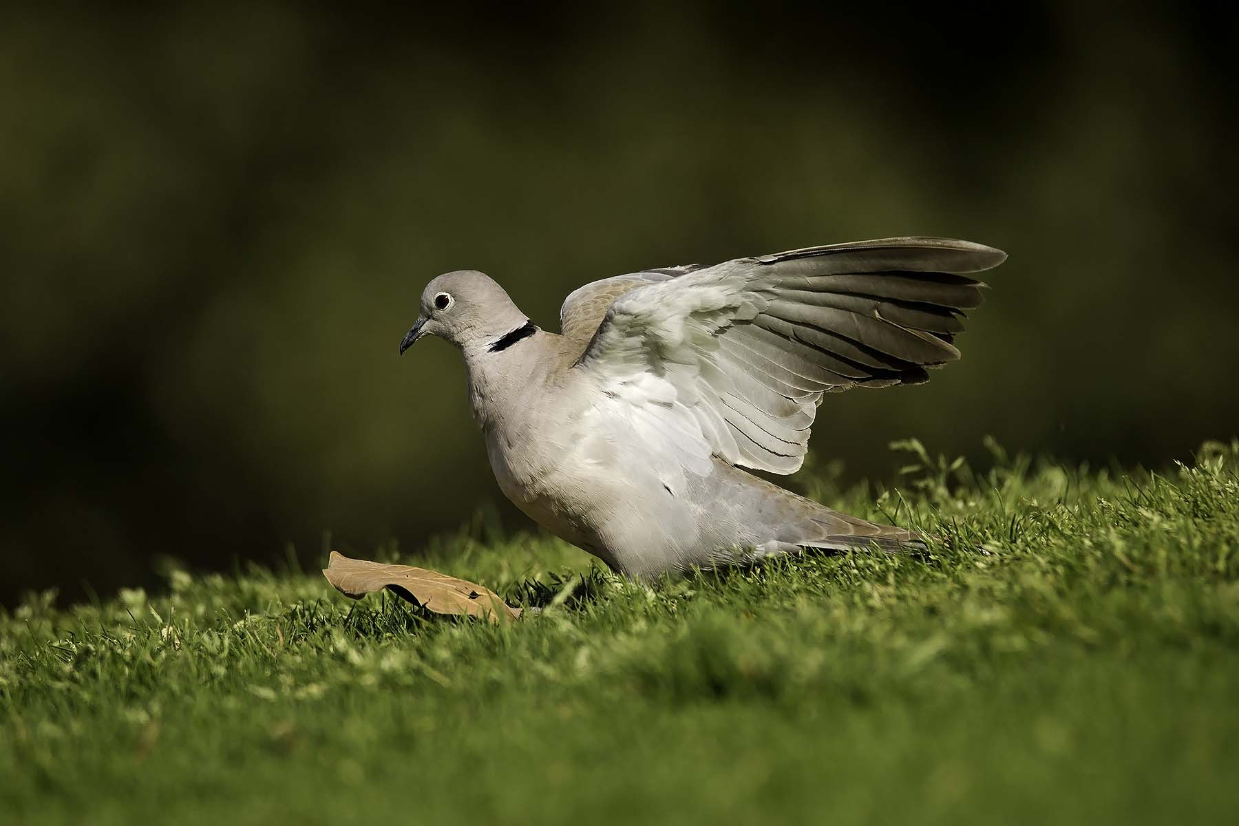 Canon EOS 550D (EOS Rebel T2i / EOS Kiss X4) sample photo. Eurasian collared dove photography