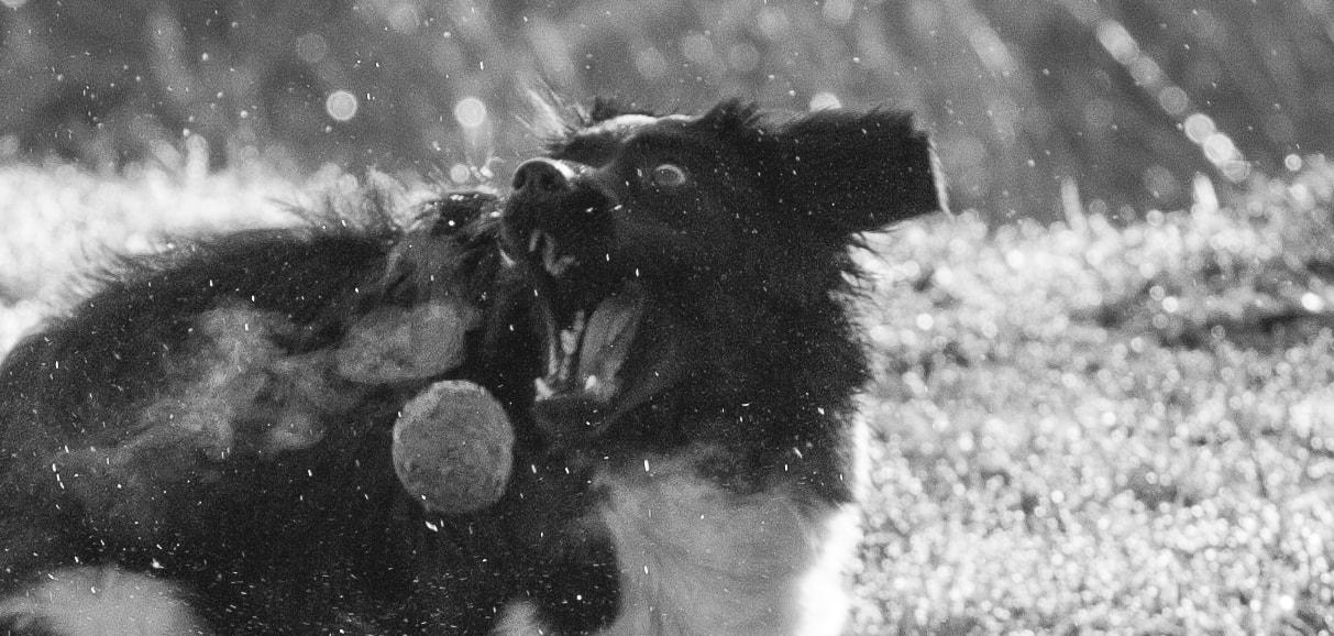 Sigma 70-200mm F2.8 EX DG Macro HSM II sample photo. Mad dog catch ball photography