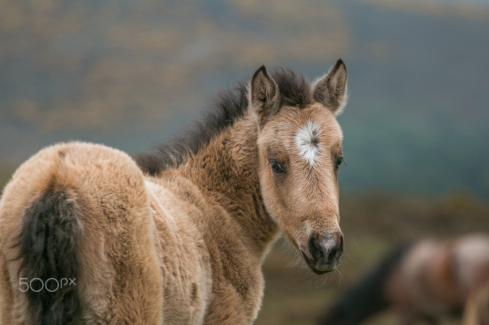 Canon EF 70-200mm F4L USM sample photo. Foal photography