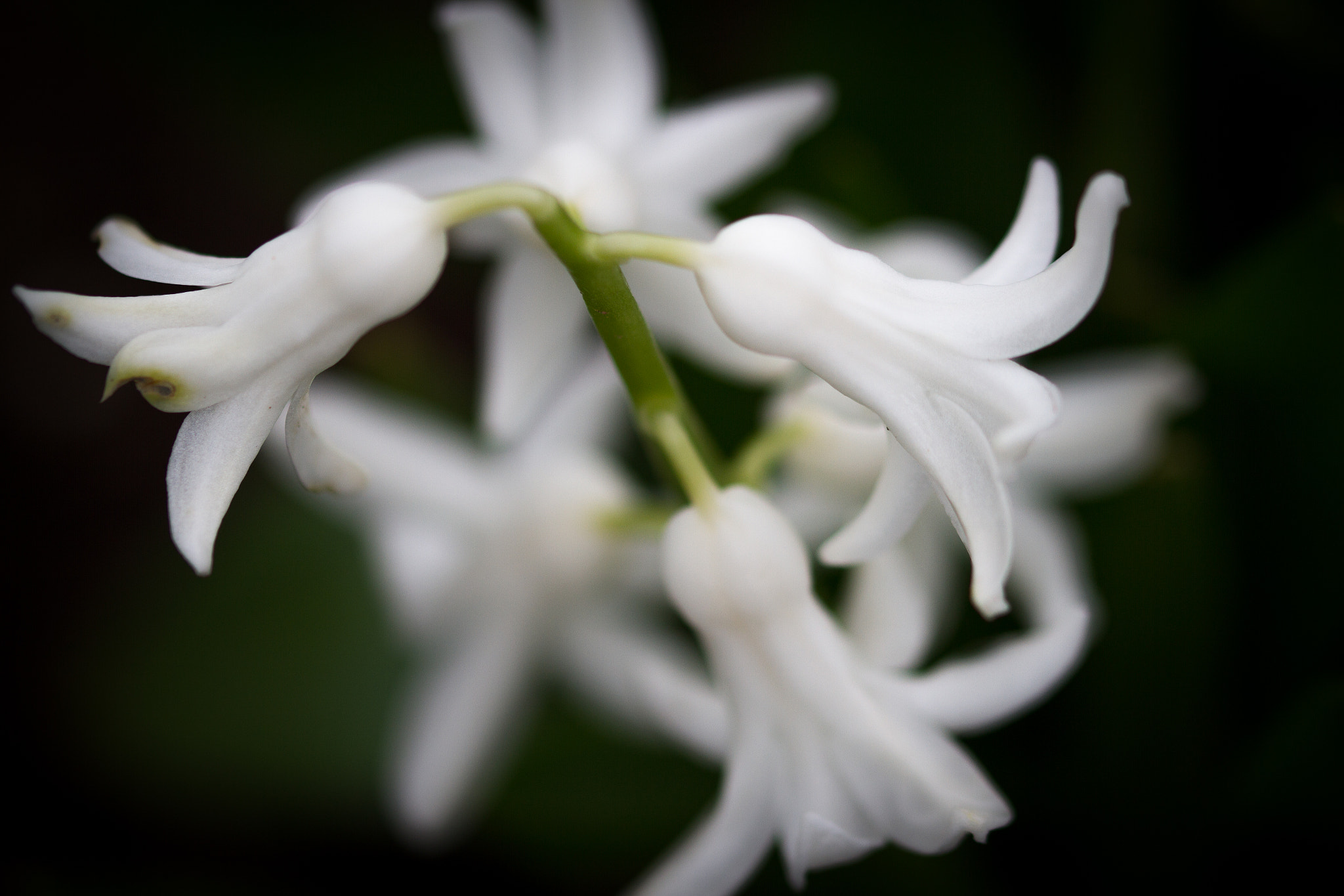 Sigma 105mm F2.8 EX DG OS HSM sample photo. Img photography