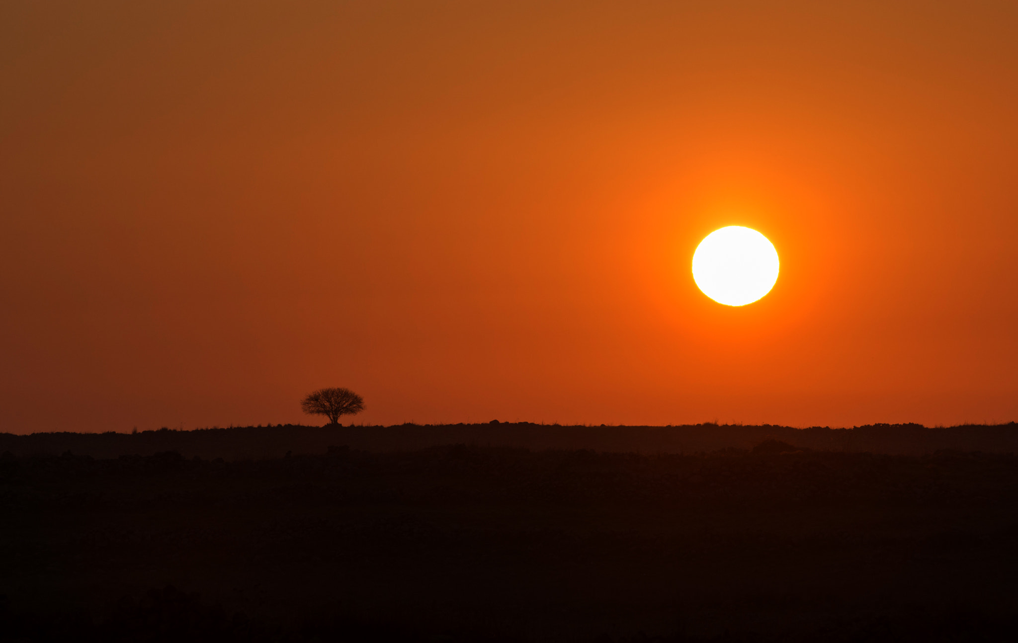 Nikon AF-S Nikkor 70-200mm F2.8G ED VR II sample photo. The sun and the tree photography