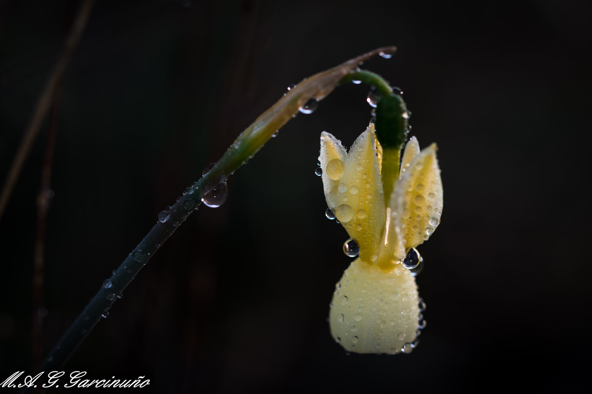 Nikon D7100 sample photo. Pompas de agua, la flor. photography