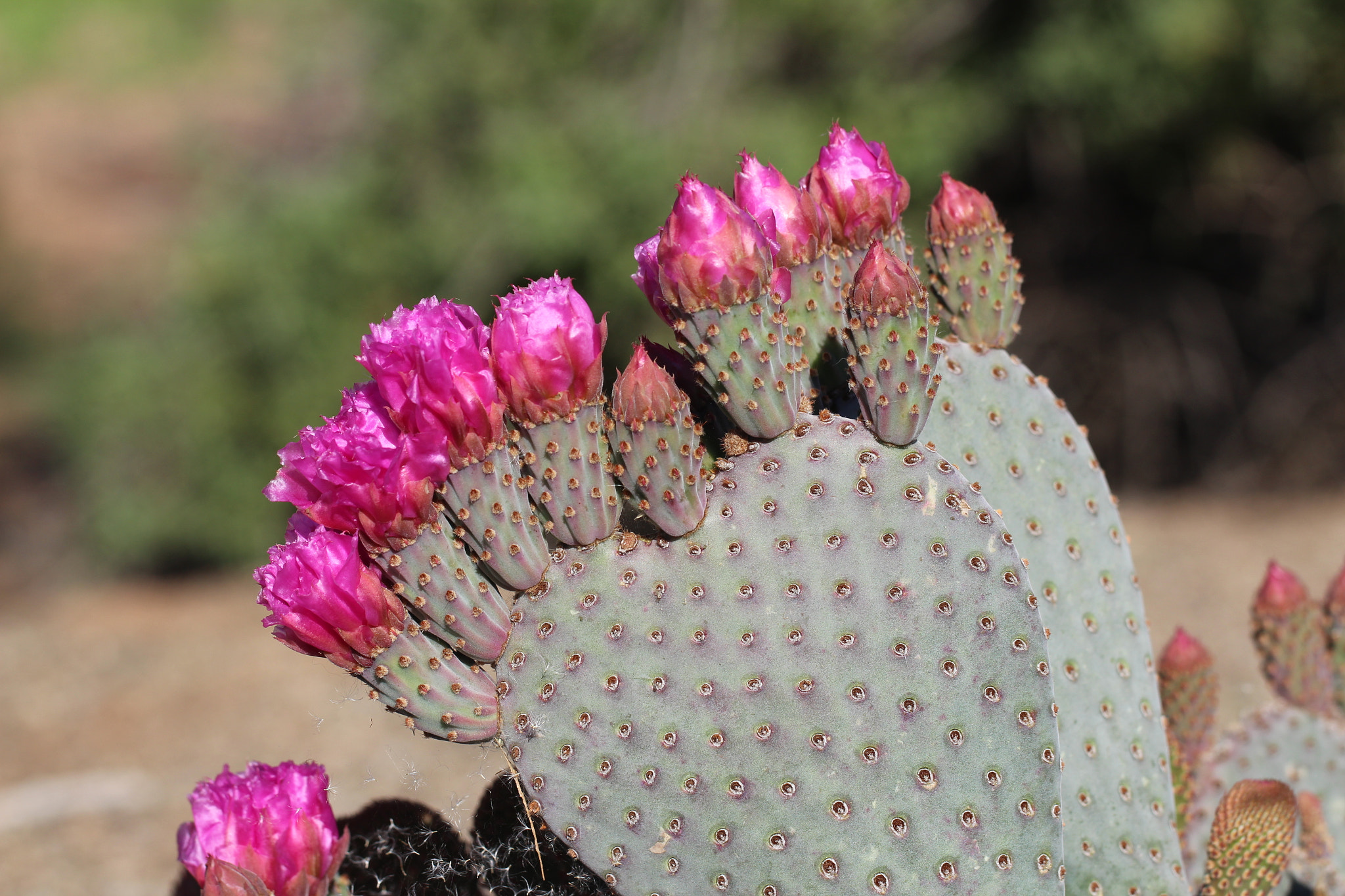Canon EF 100mm F2.8L Macro IS USM sample photo. Cactus in bloom photography