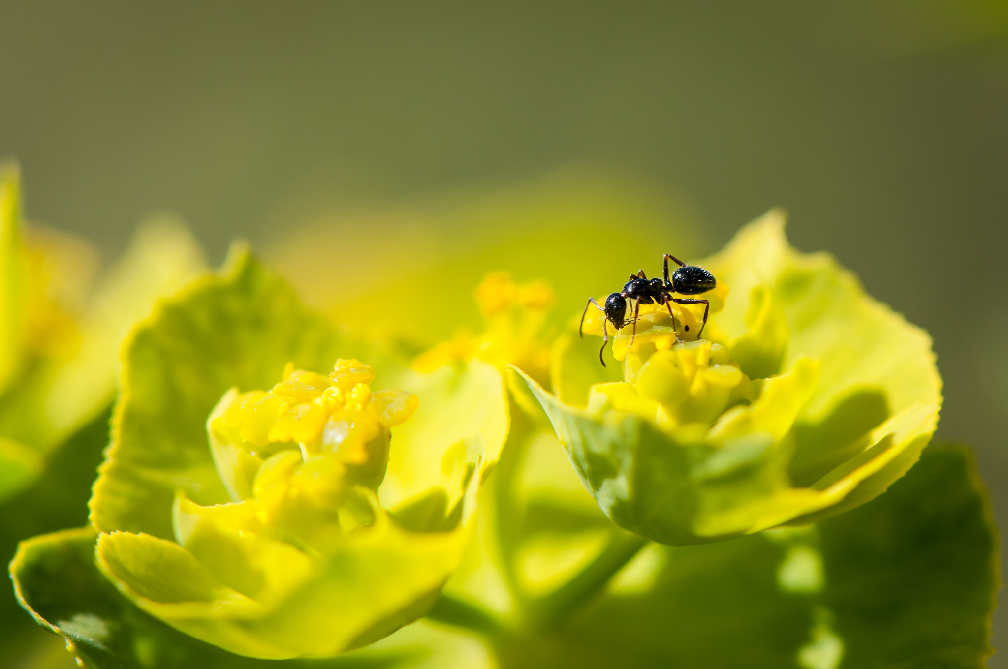 Nikon D90 sample photo. Ant on flower photography