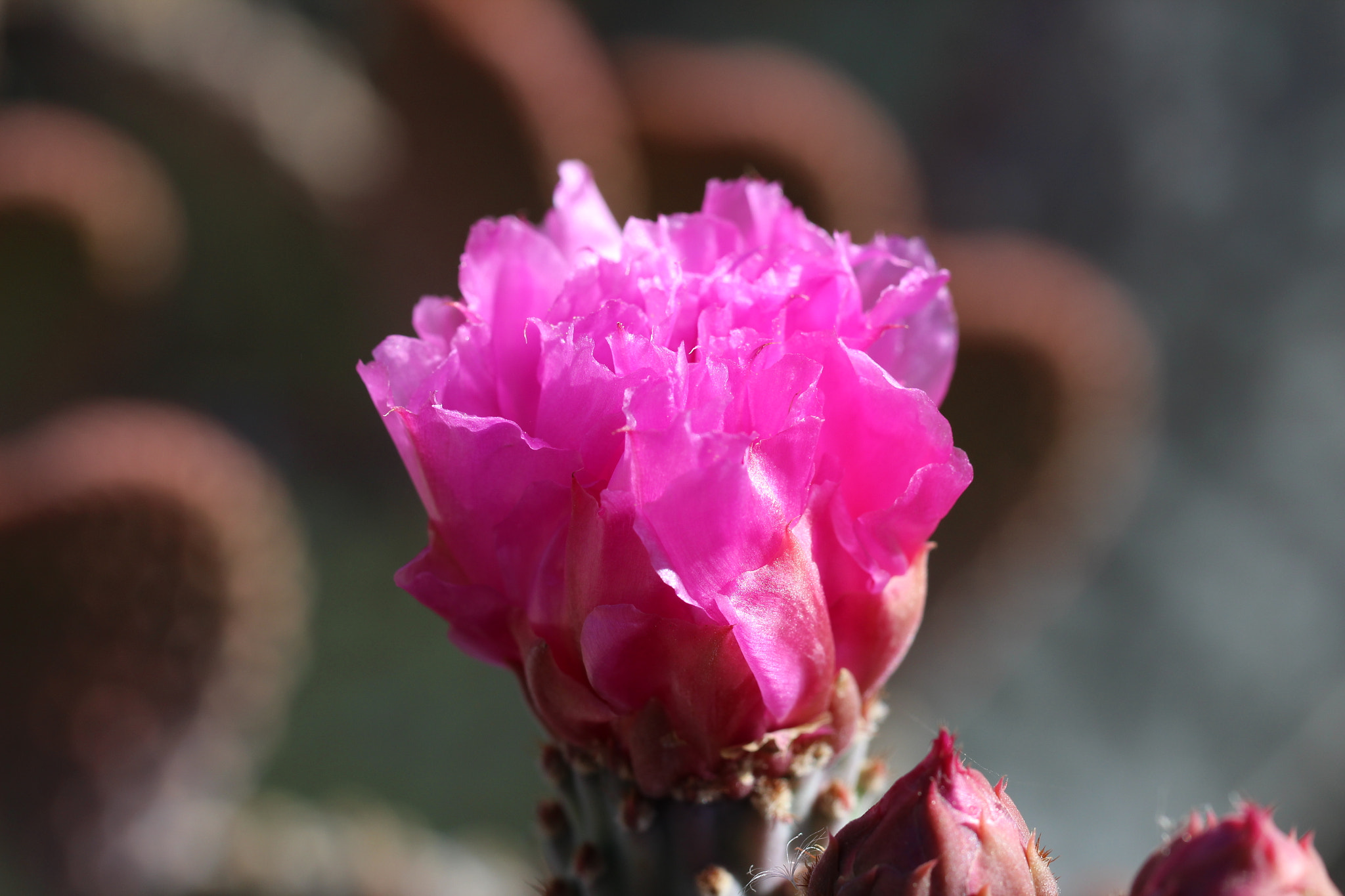 Canon EF 100mm F2.8L Macro IS USM sample photo. Cactus bloom photography