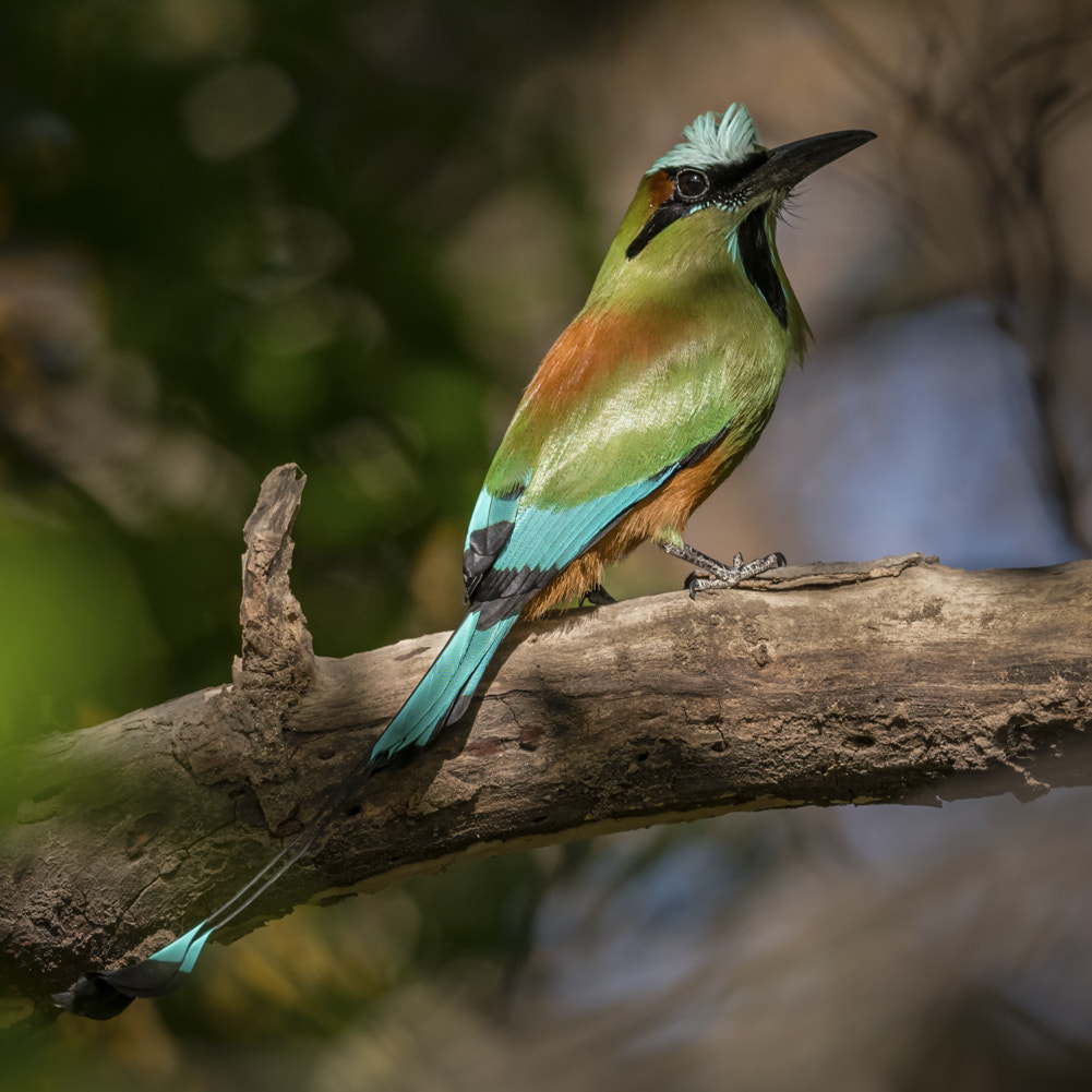 Nikon D500 + Nikon AF-S Nikkor 500mm F4E FL ED VR sample photo. Motmot photography