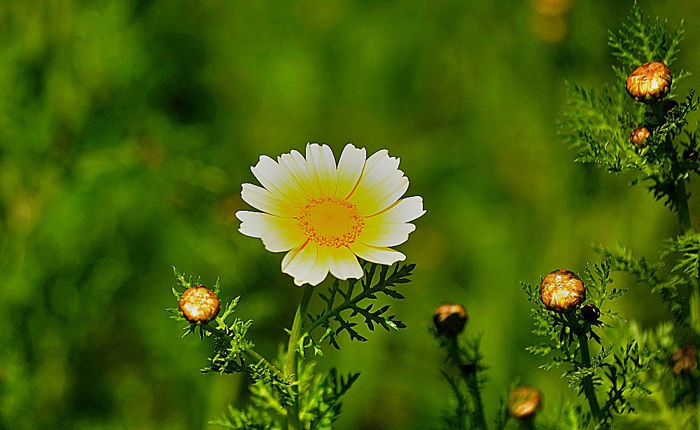 Nikon D7100 + Sigma 70-300mm F4-5.6 APO Macro Super II sample photo. Les fleurs des champs - chrysanthemum coronarium photography