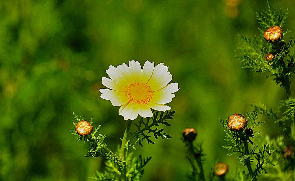 Sigma 70-300mm F4-5.6 APO Macro Super II sample photo. Les fleurs des champs - chrysanthemum coronarium photography