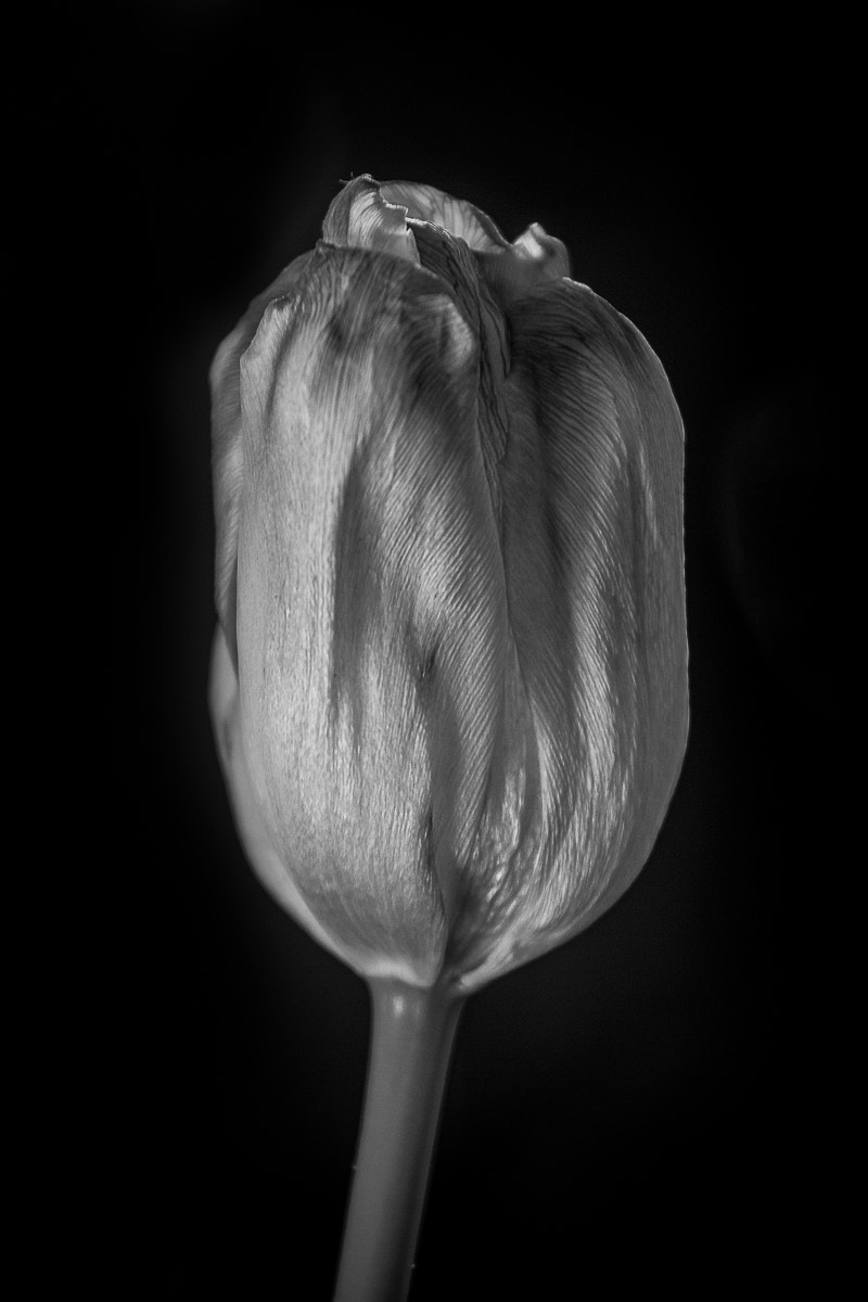 Canon EOS 7D + Canon EF 70-200mm F4L IS USM sample photo. Tulip photography
