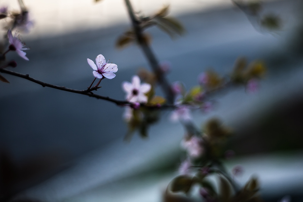 Canon EF 35-80mm f/4-5.6 sample photo. Awakening - milano italy photography
