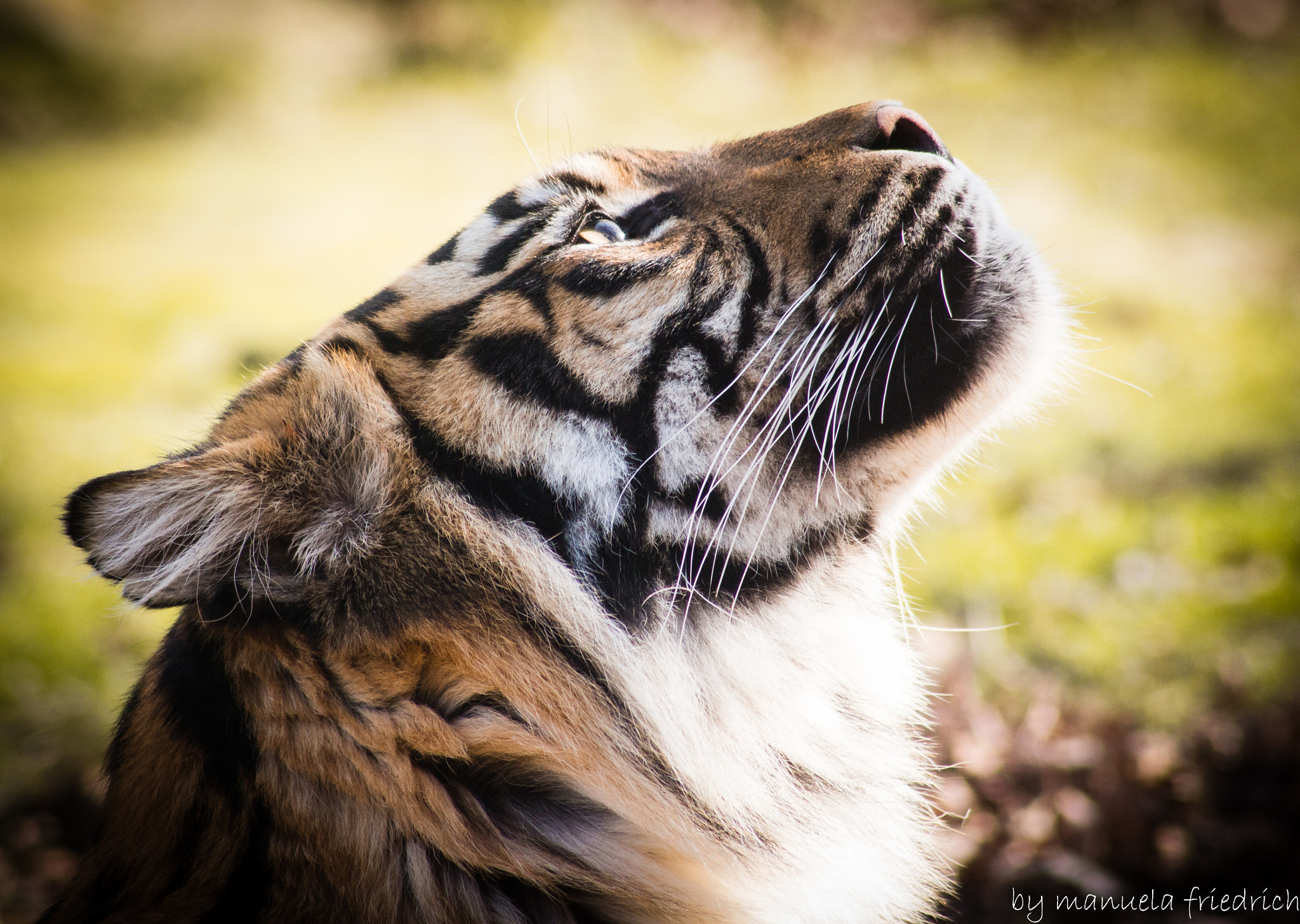 Canon EF 100-300mm F4.5-5.6 USM sample photo. Tiger photography
