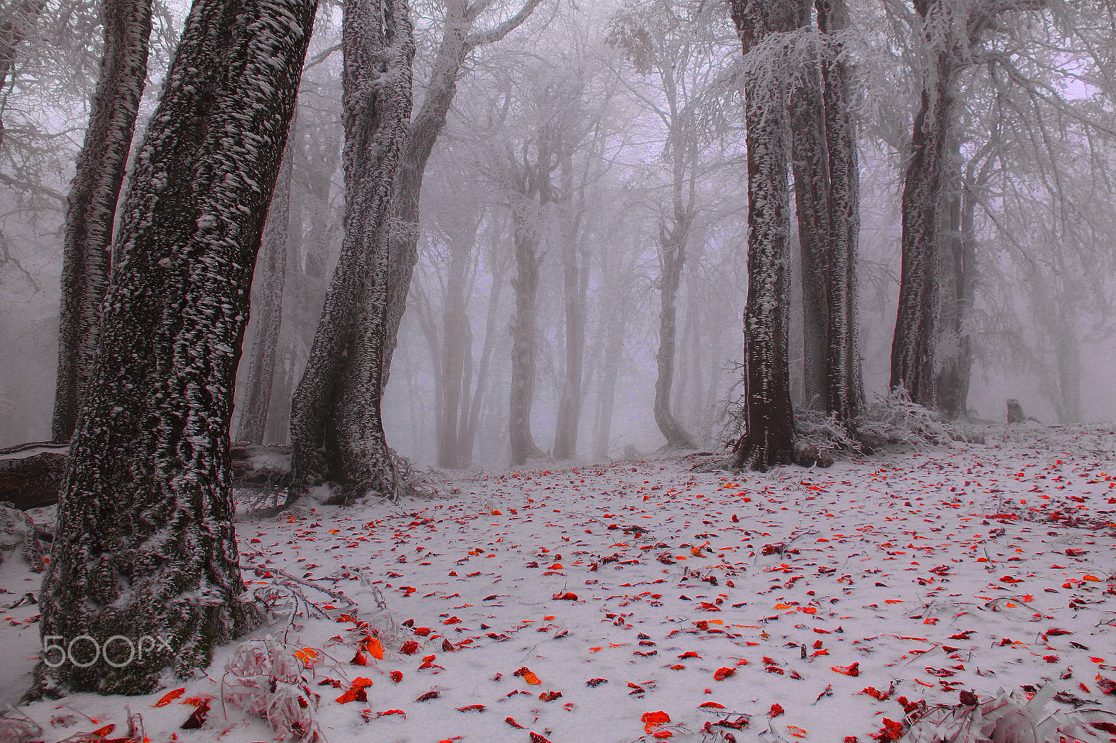 Canon EOS 500D (EOS Rebel T1i / EOS Kiss X3) sample photo. Central greece photography