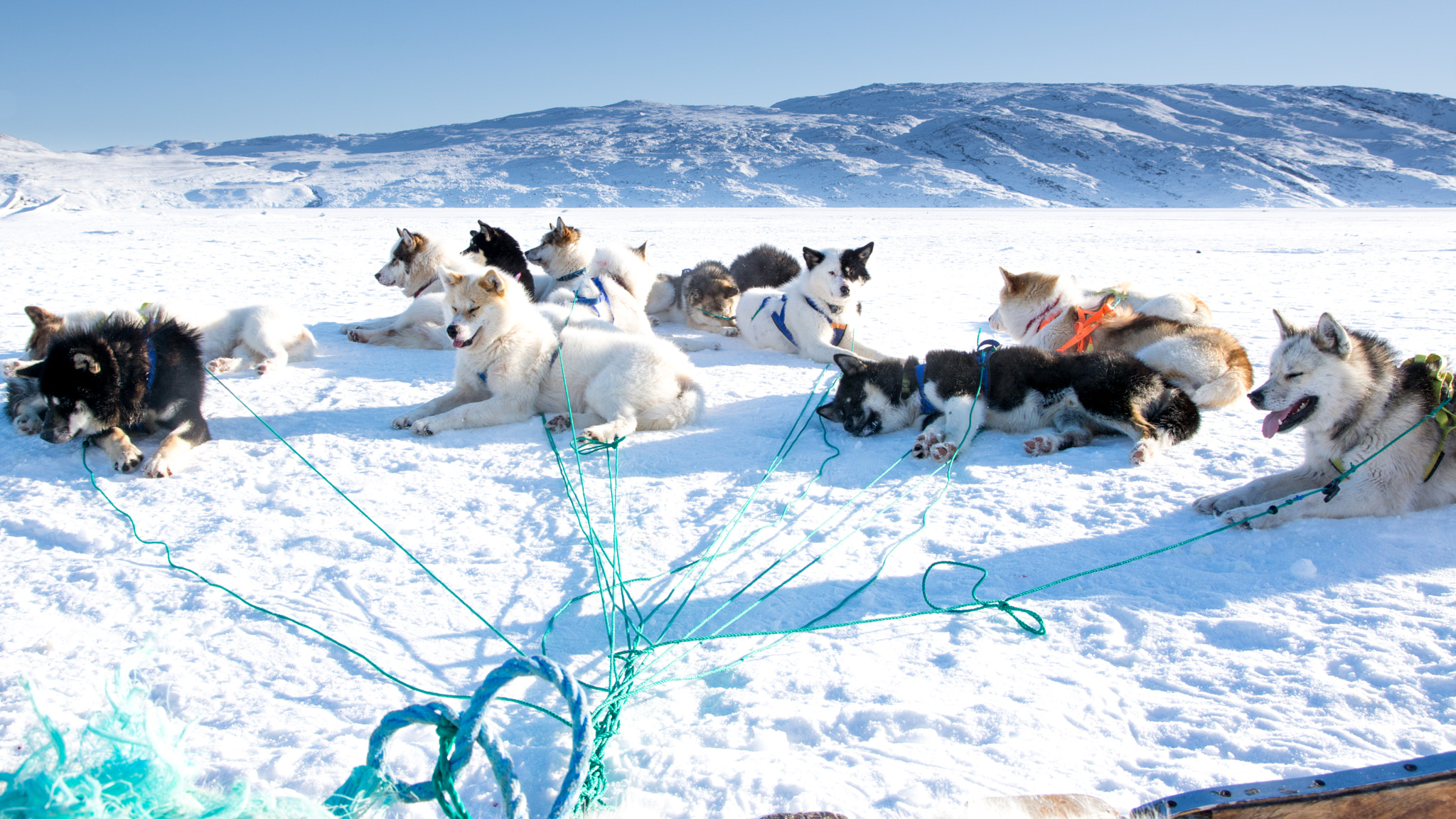 Nikon D7100 sample photo. Tired sled dogs photography