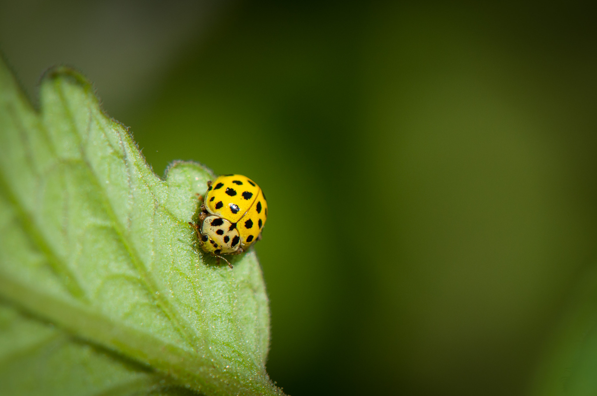 Nikon AF-S Micro-Nikkor 105mm F2.8G IF-ED VR sample photo. Yellow ladybird photography