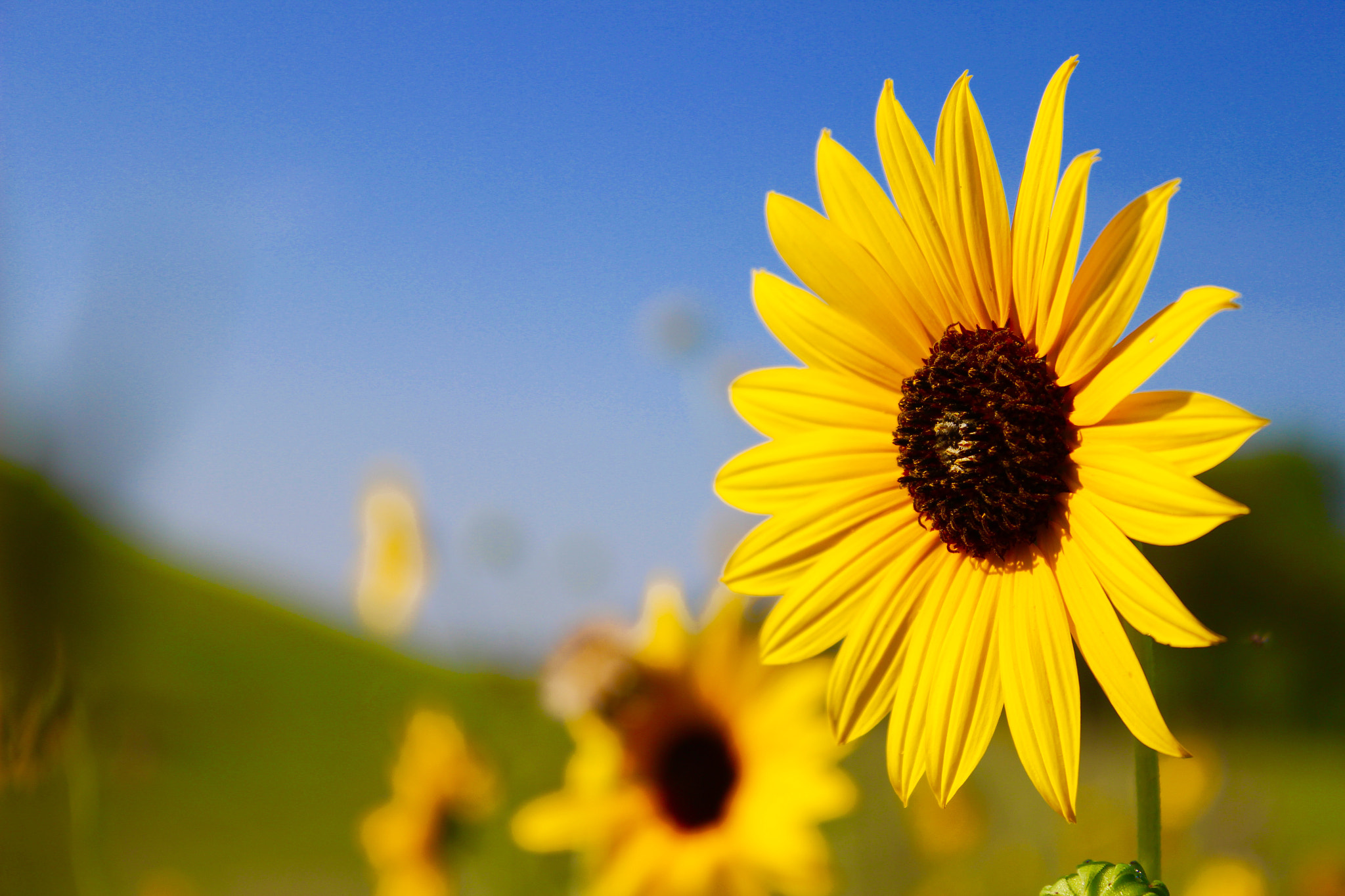 Canon EOS 600D (Rebel EOS T3i / EOS Kiss X5) + Canon EF-S 18-55mm F3.5-5.6 IS II sample photo. "sunflower state" photography