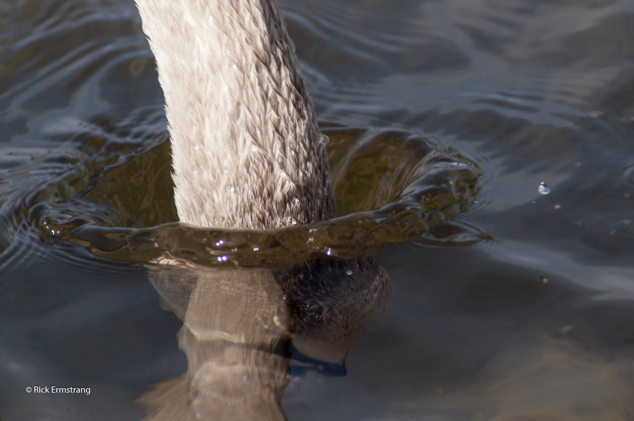 Nikon D90 sample photo. Swan photography