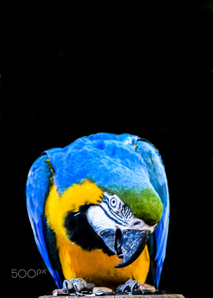 Nikon D5300 sample photo. Parrot photography