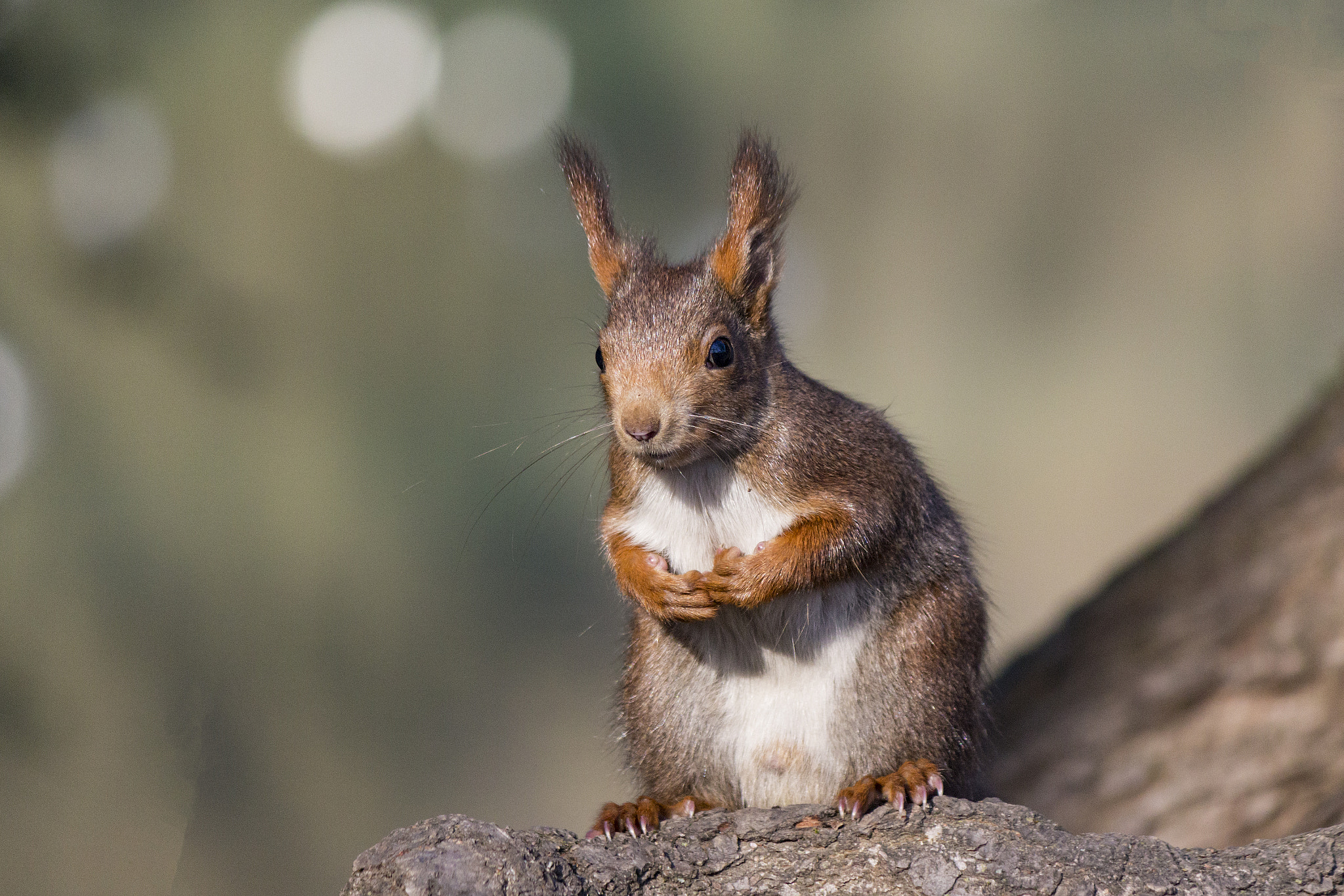 Canon EF-S 55-250mm F4-5.6 IS II sample photo. I'm waiting for a nut photography