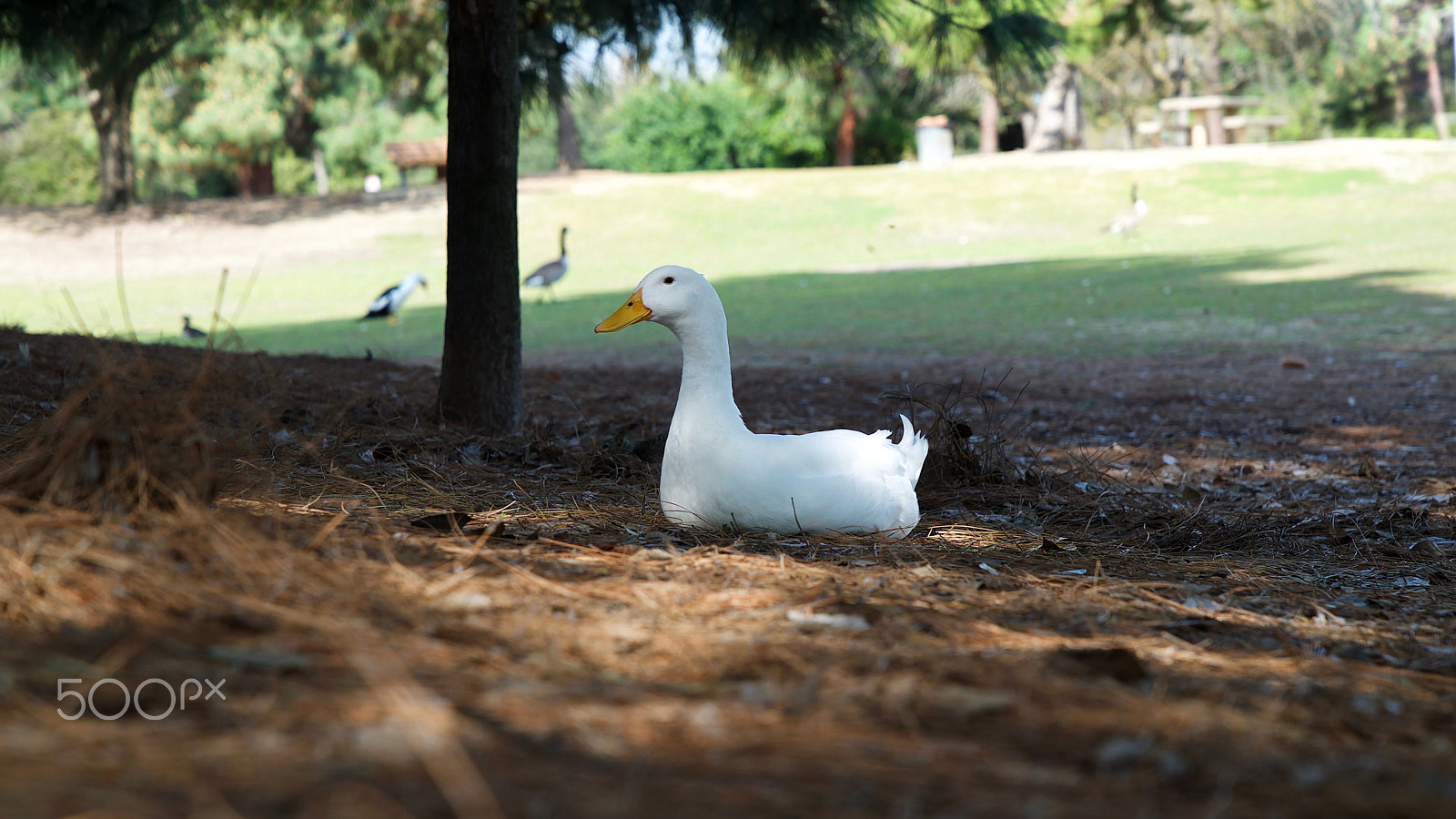 Sony a7S II + Sony FE 24-70mm F2.8 GM sample photo. Sitting pretty photography