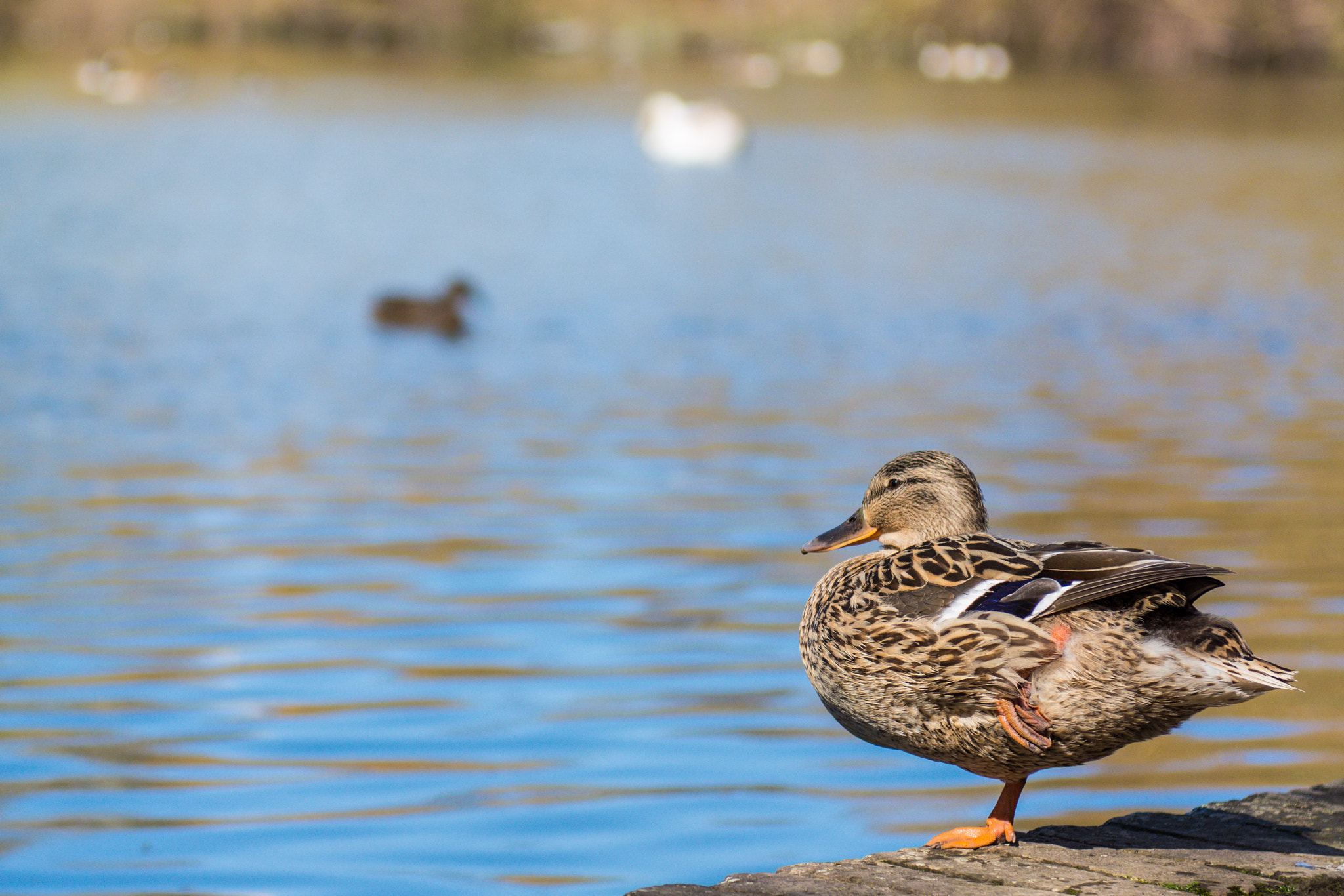 Nikon AF-S Nikkor 24-70mm F2.8G ED sample photo. Stanborough park duck photography